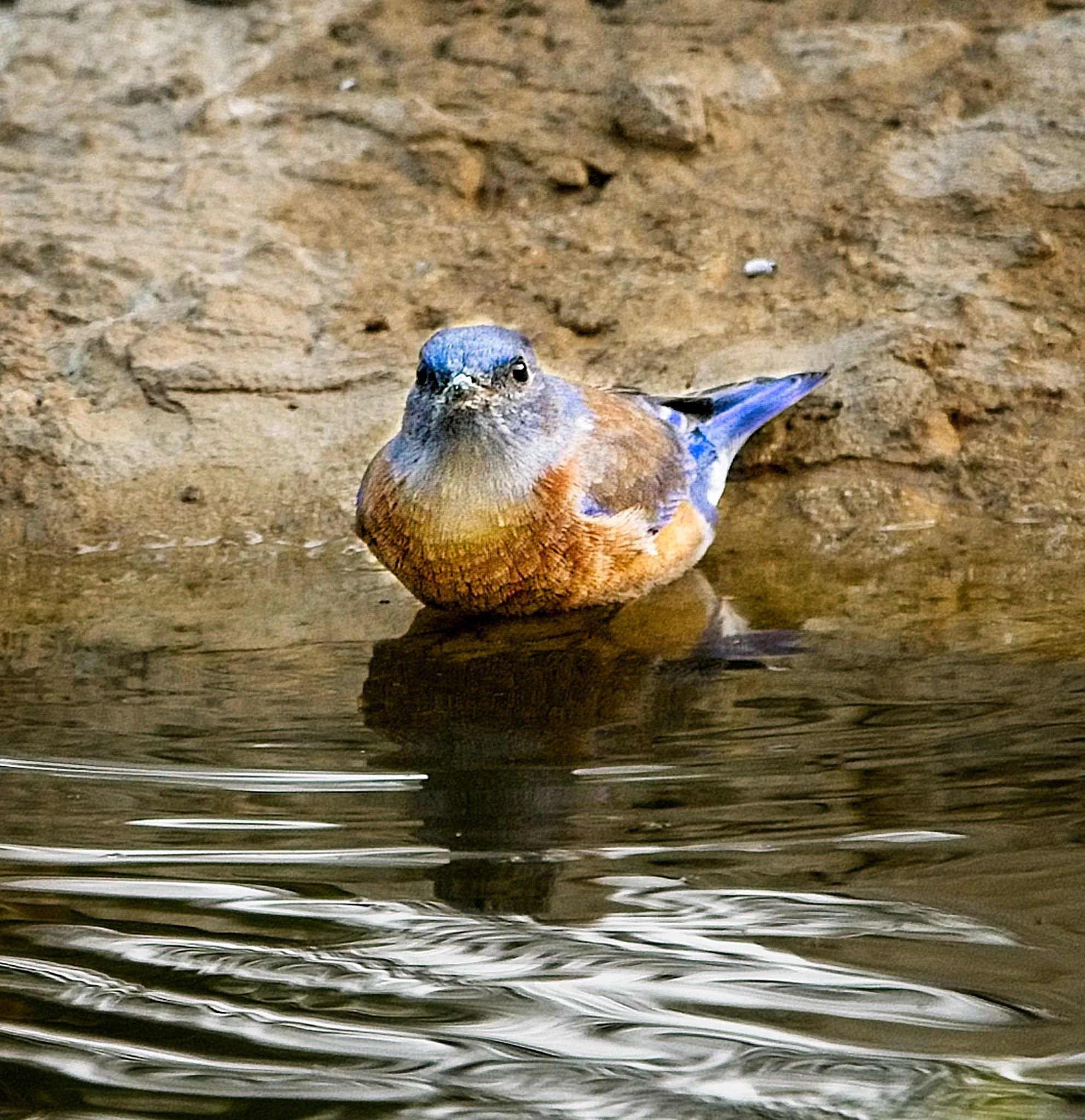 "O bluebird, welcome back again..."