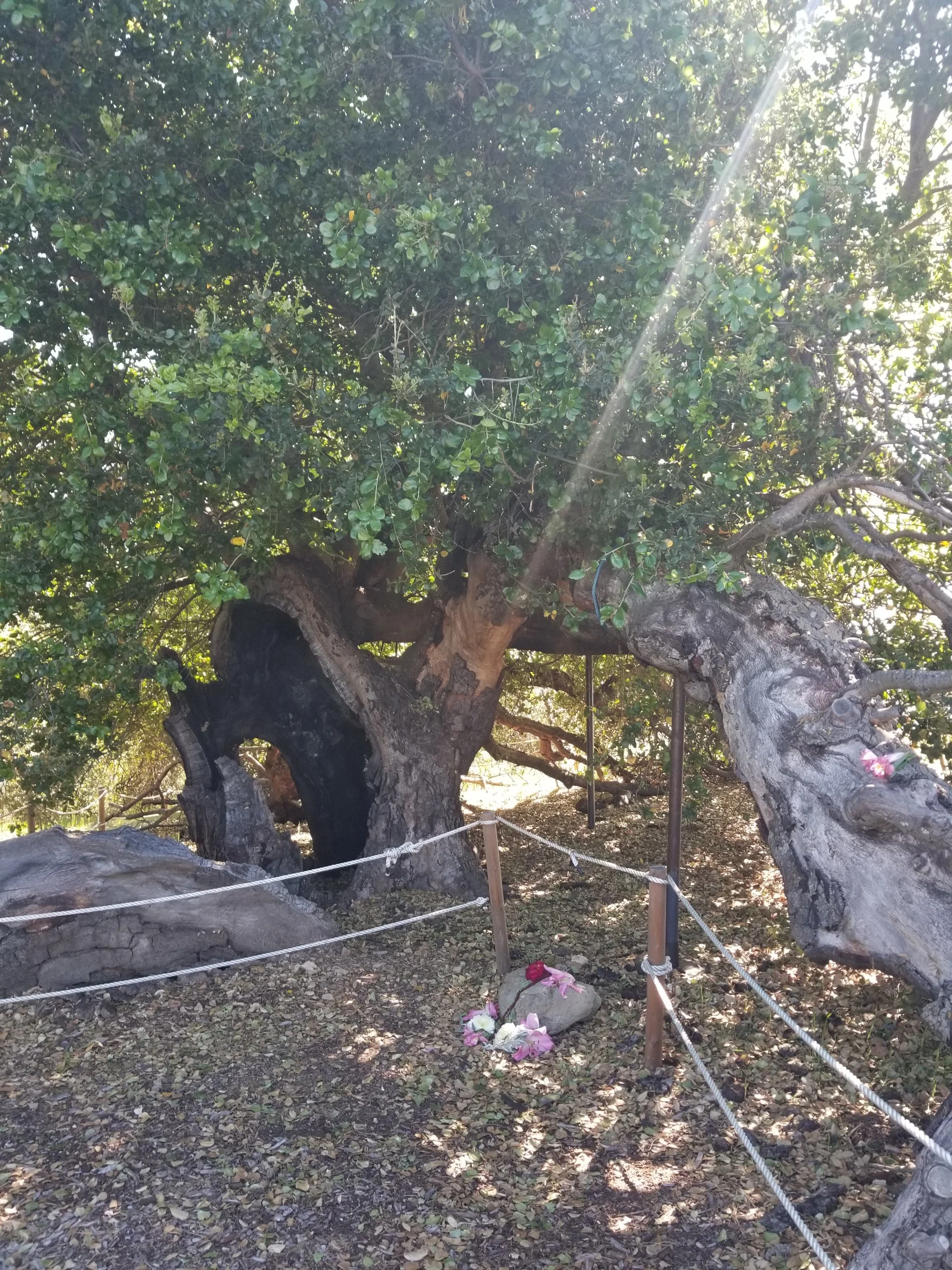 "Why a tree?"