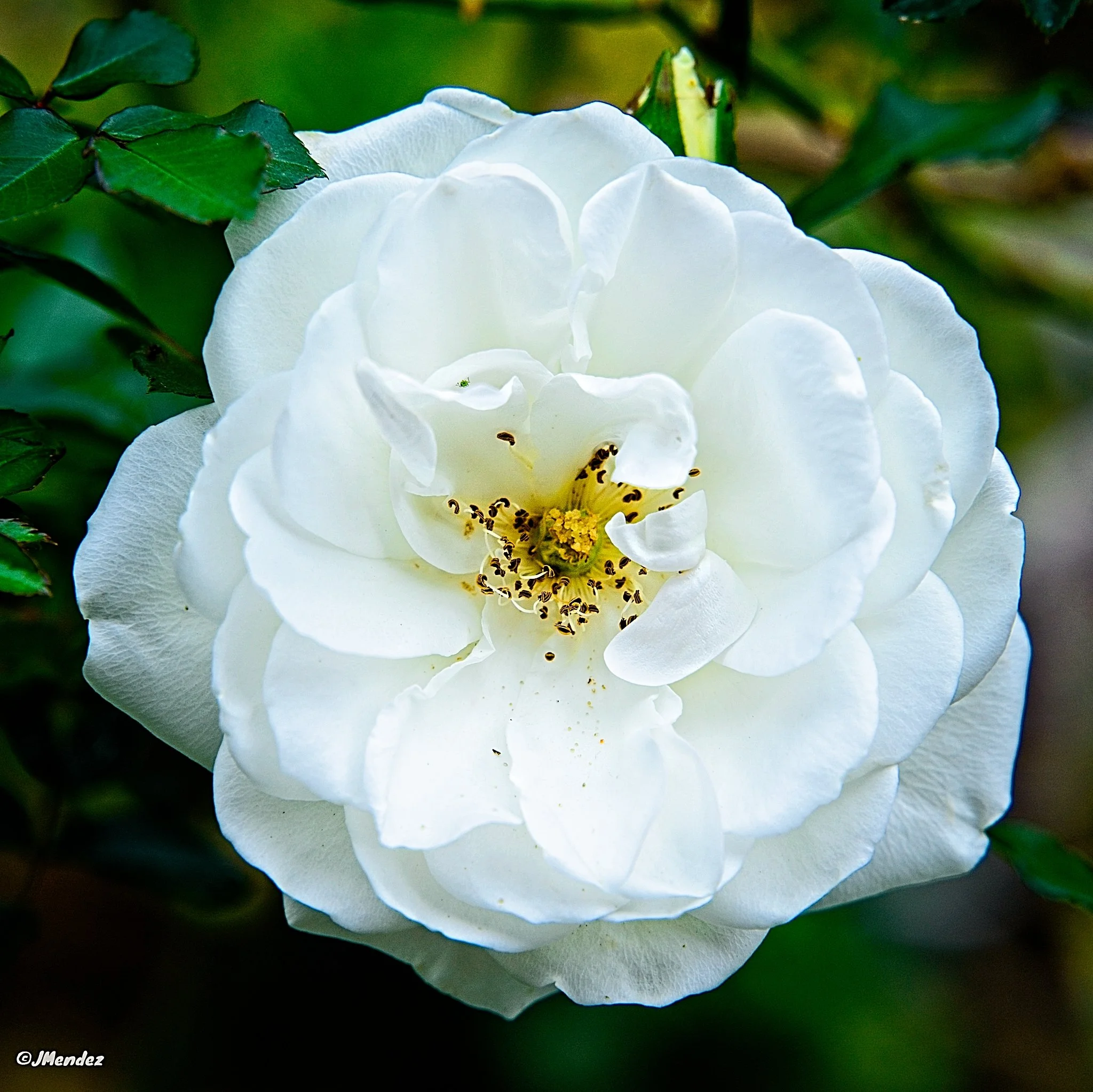 "O Beloved, You are a flower, You are also its fragrance and color." 