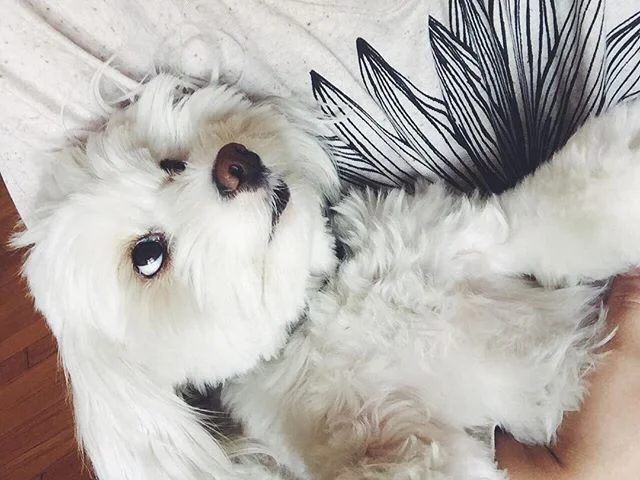 #Goodnews: I get to sleep in my own bed tonight. #Badnews: We're headed to San Jose tomorrow, so I don't get to snuggle this fuzzbutt until next weekend. #ontheroadagain #furbaby #imissmydog