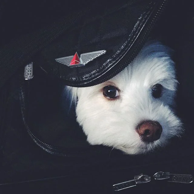 Look who got her wings! Thanks #Delta! We're off to celebrate another #CaliforniaWedding and this time we get to bring everyone's favorite crew member! (Well, not to the actual wedding, she's really most valuable in the office) #pixelgram #instapup #