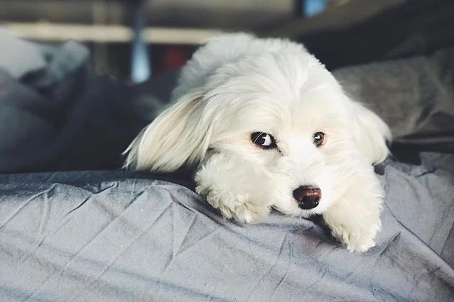 Happy #furryfriday from Pixel! Did you know that May is #nationalpetmonth? #pixelgram #maltipoo #furbaby