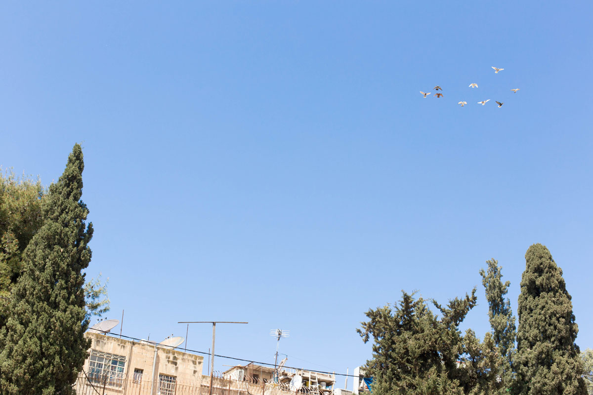 Bethseda; I was so enthralled by these carrier pigeons. You could hear their bells ring as they flew circles overhead.