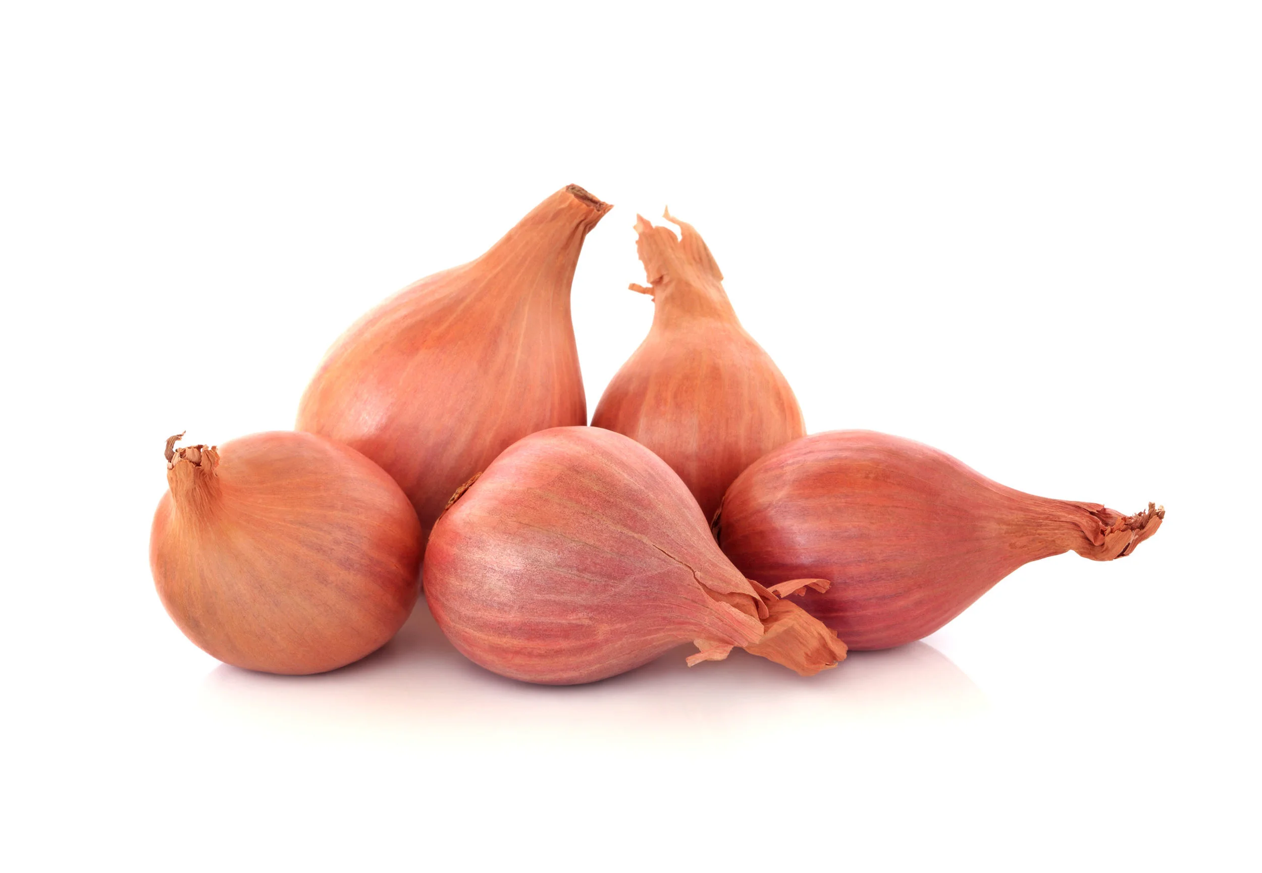 Shallot