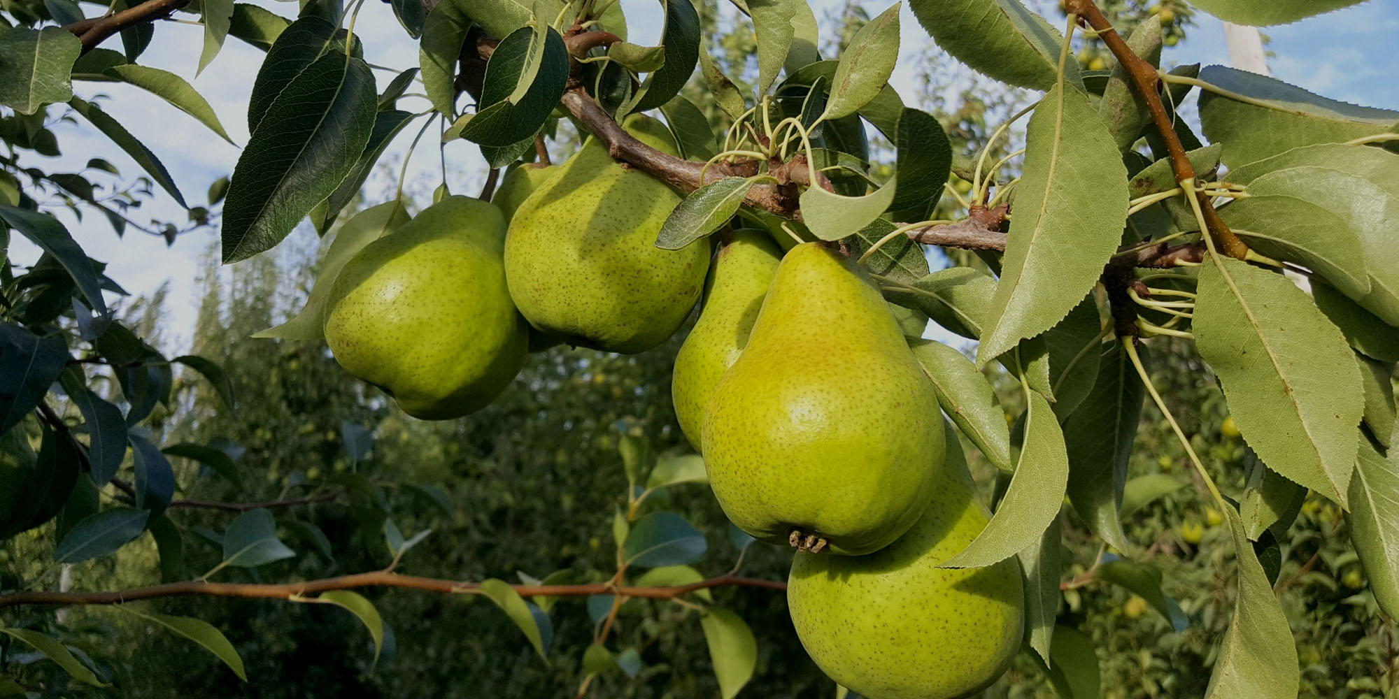 Organic pears from the world's best microclimates.