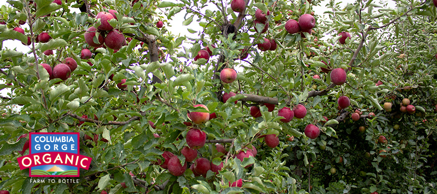 Cogo-AppleTree.jpg