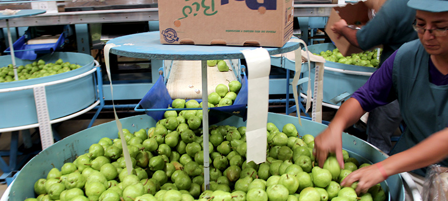 Pears — Bridges Organic Produce