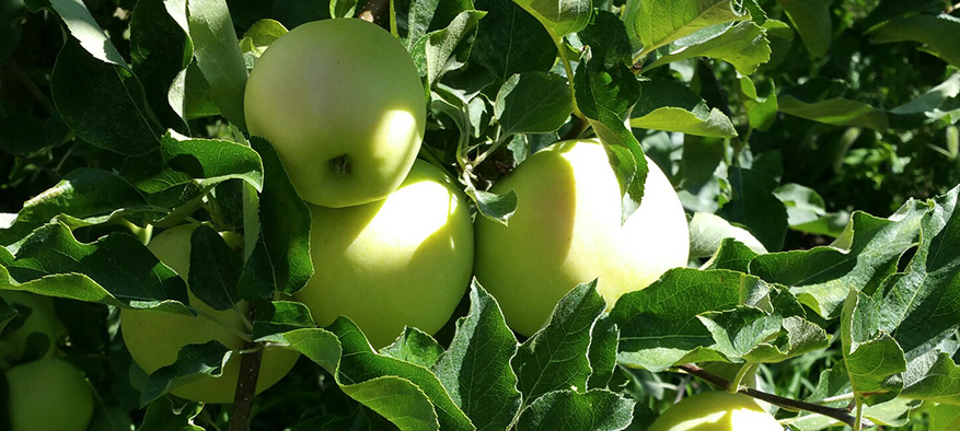 CentralWashingtonTreeFruit-AppleBranch.jpg