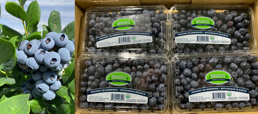 Blueberries1.jpg