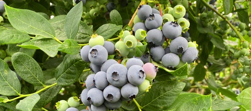 Blueberries3.jpg