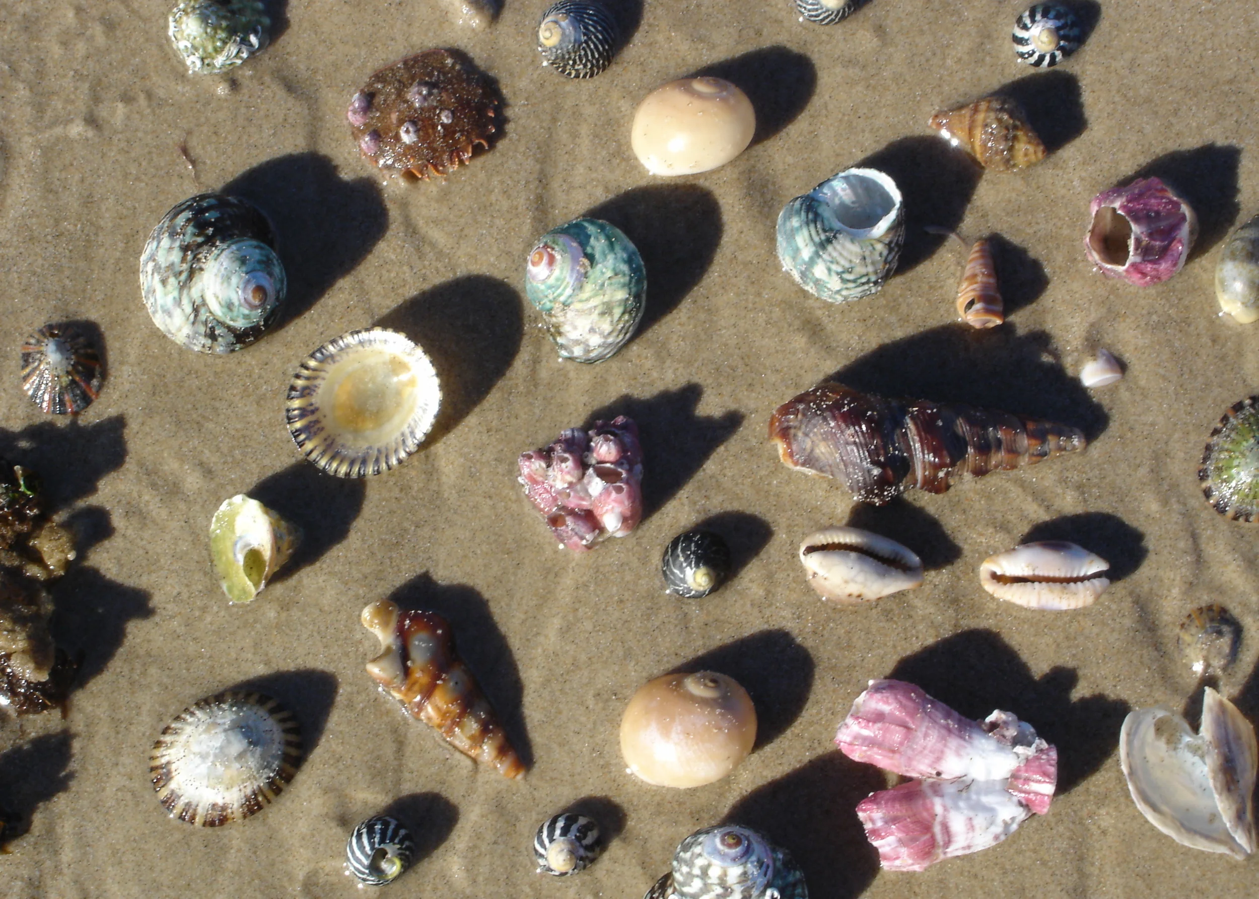 Various seashells scattered on sandy beach with shadows cast by the shells.