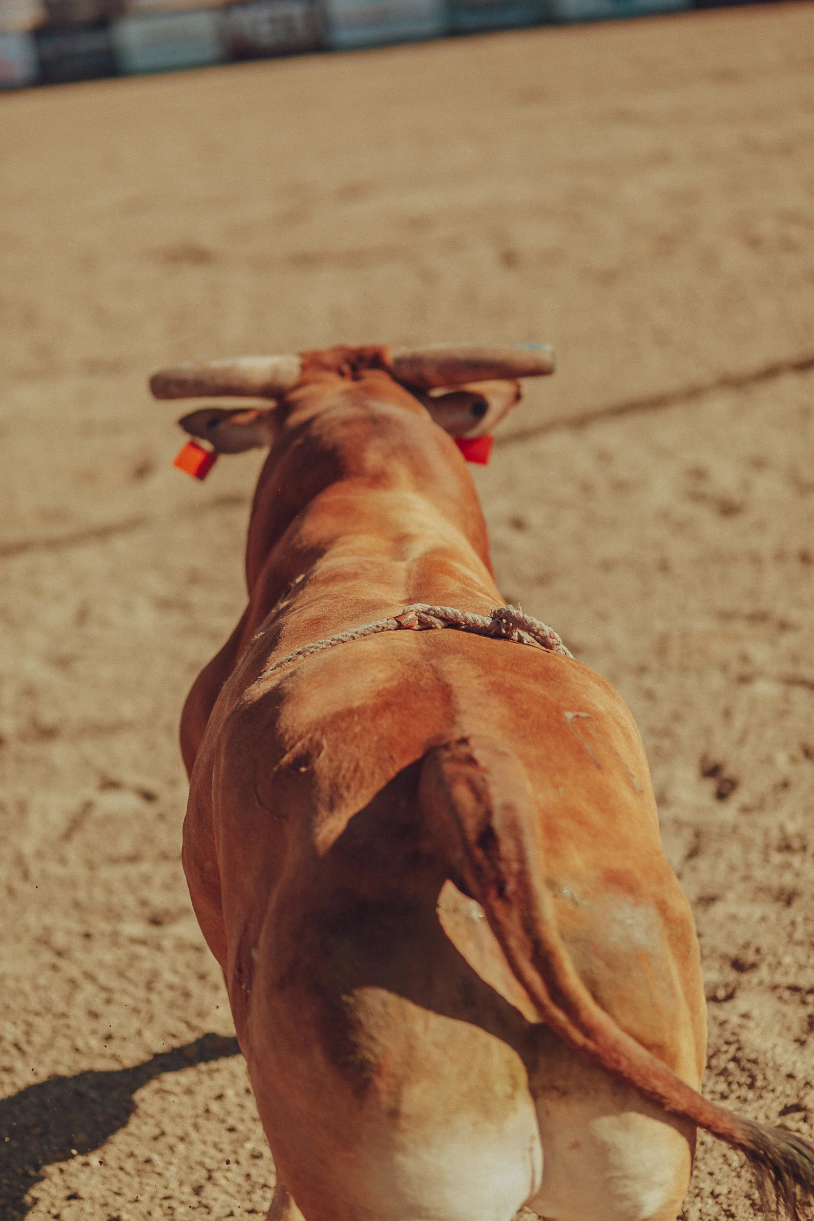 RODEO-16.jpg