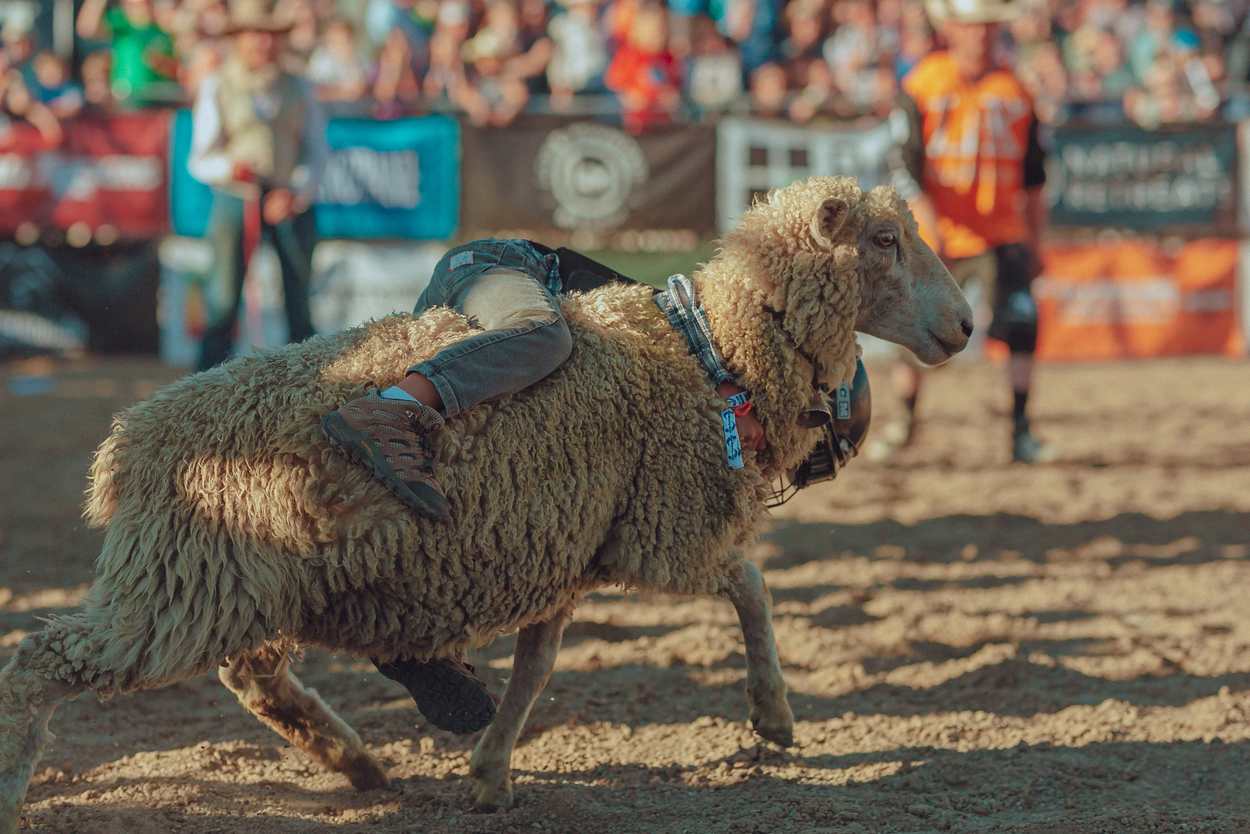 RODEO-39.jpg