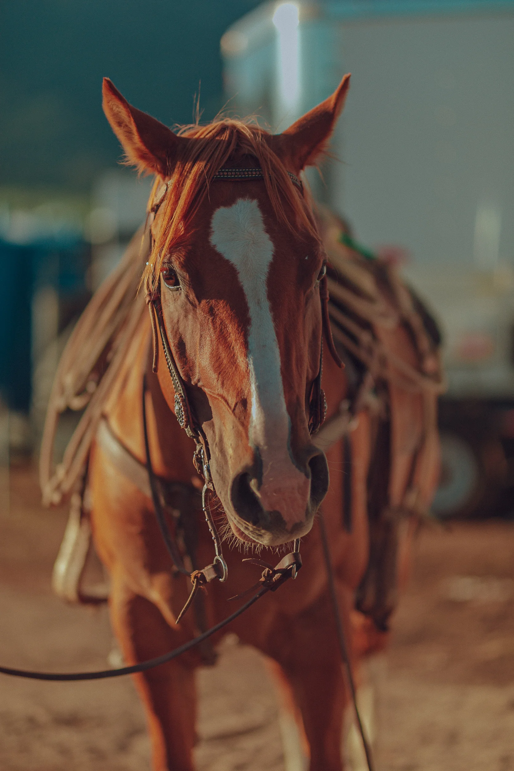 RODEO-44.jpg