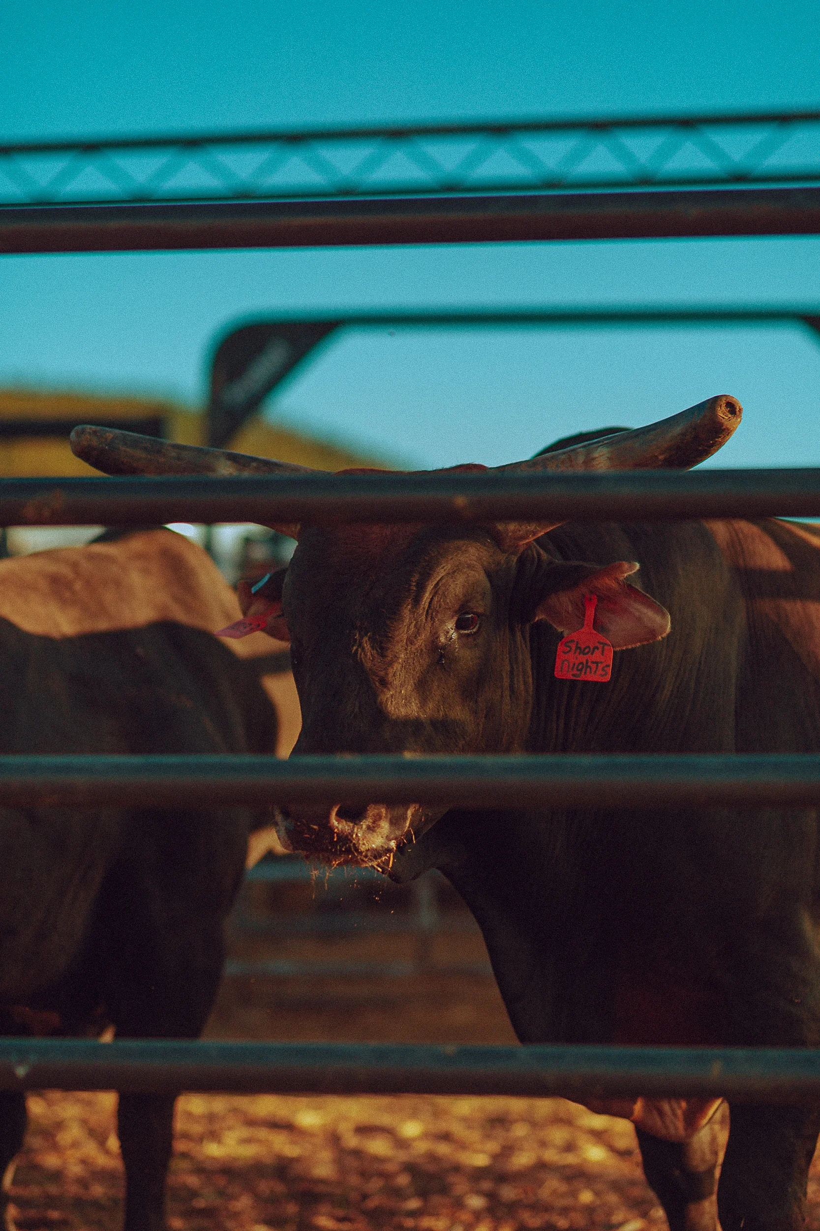 RODEO-65.jpg