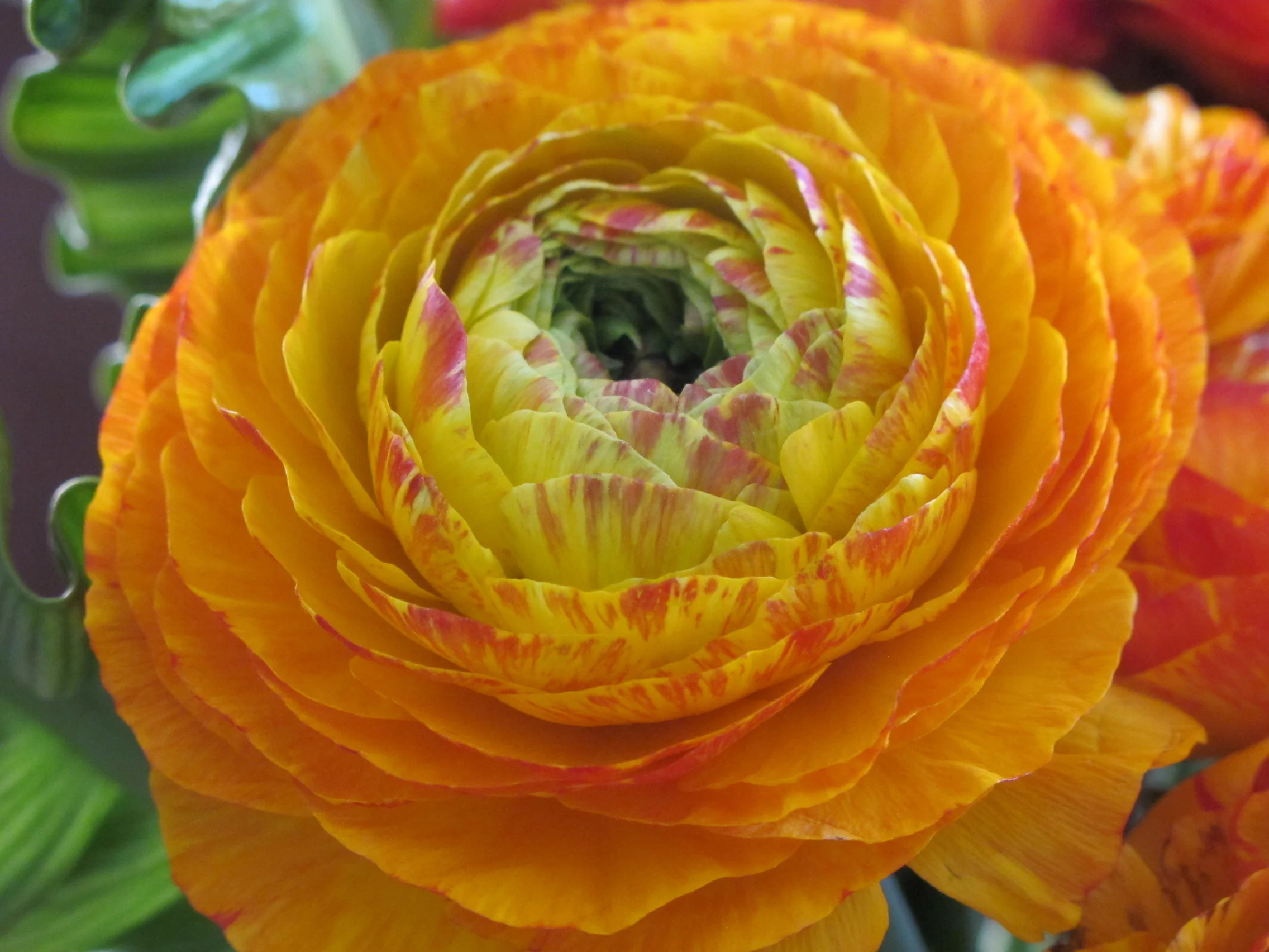 ranunculus