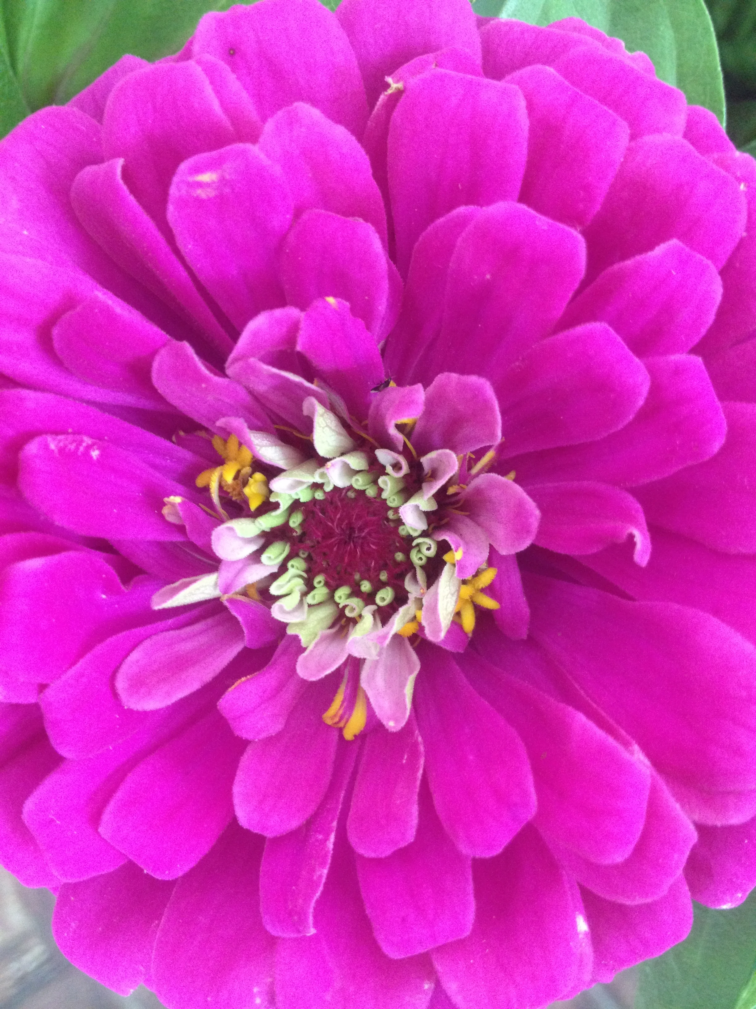 Zinnia