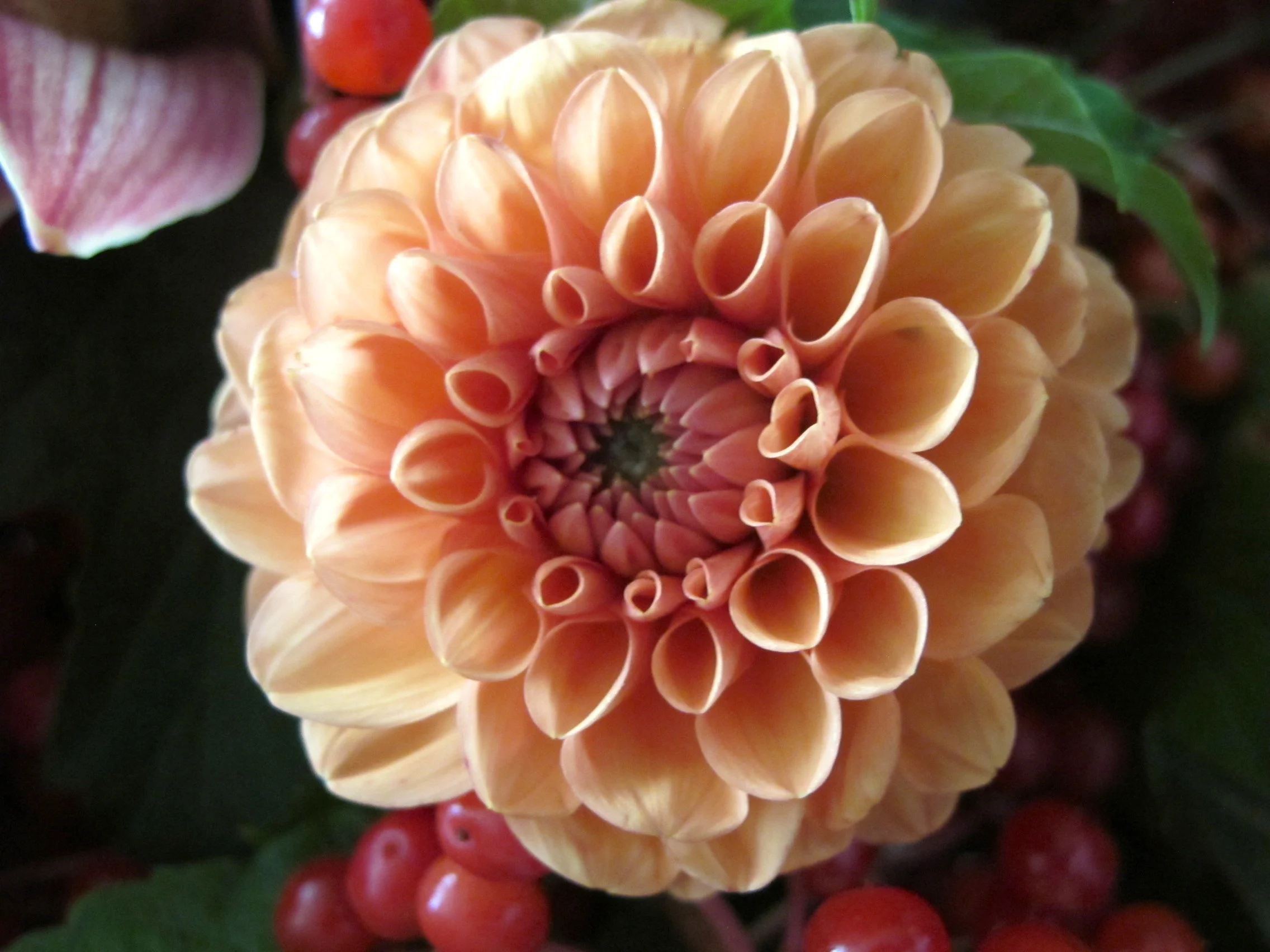 Dahlia