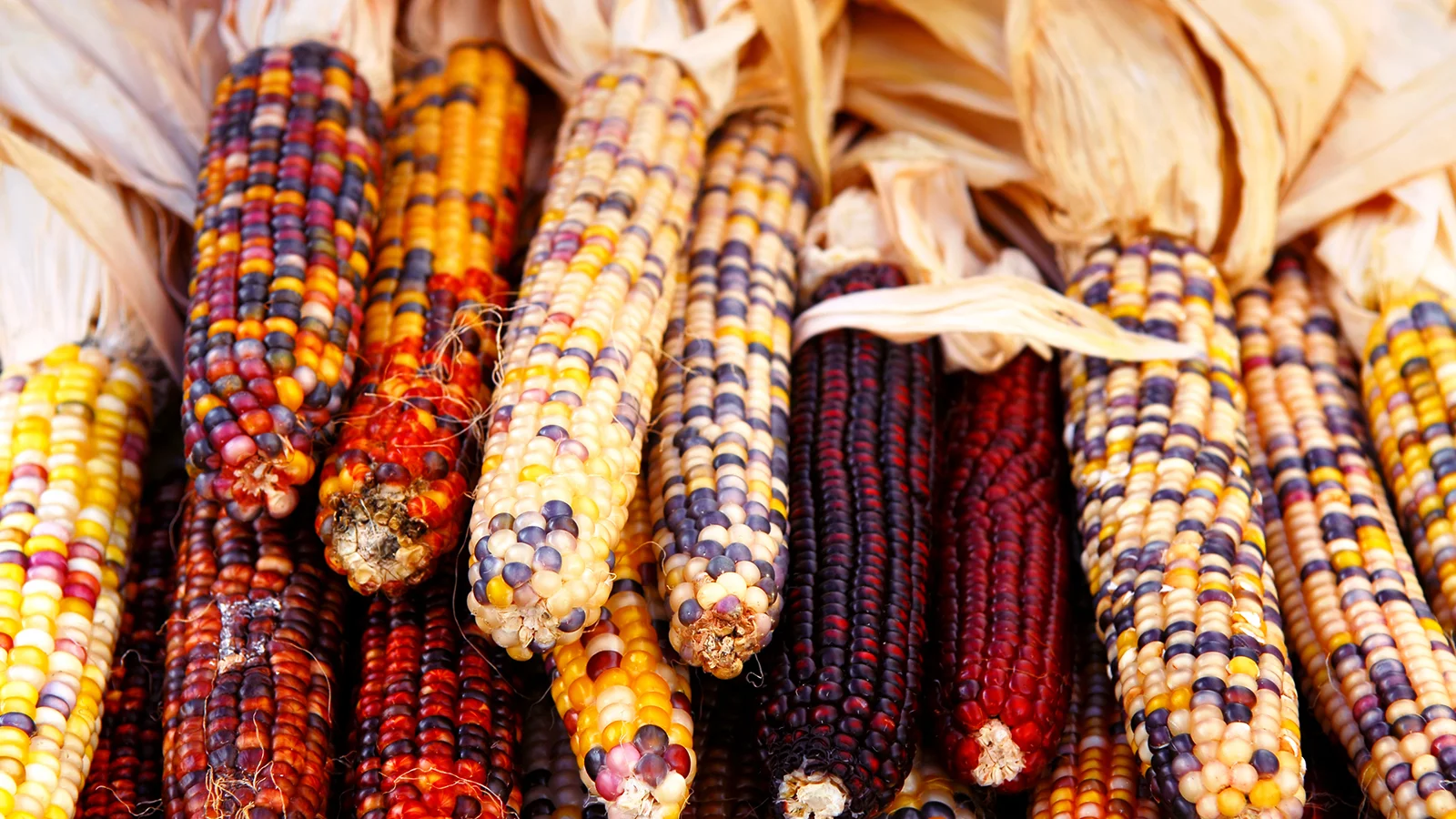 first-thanksgiving-corn.ngsversion.1396531303776.jpg