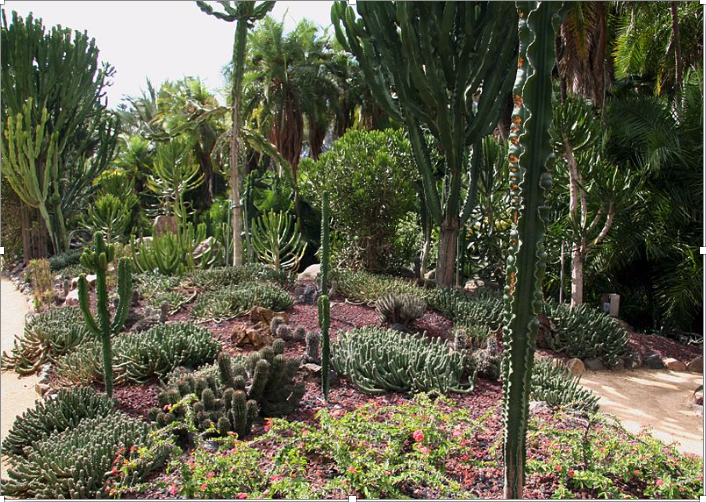 In the 'Cacti and Euphorbia Garden' of Lotusland.
