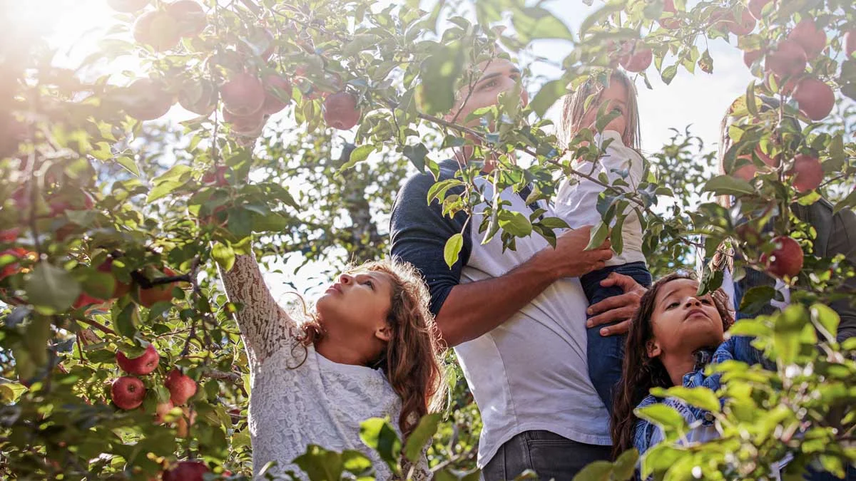 apples.jpg