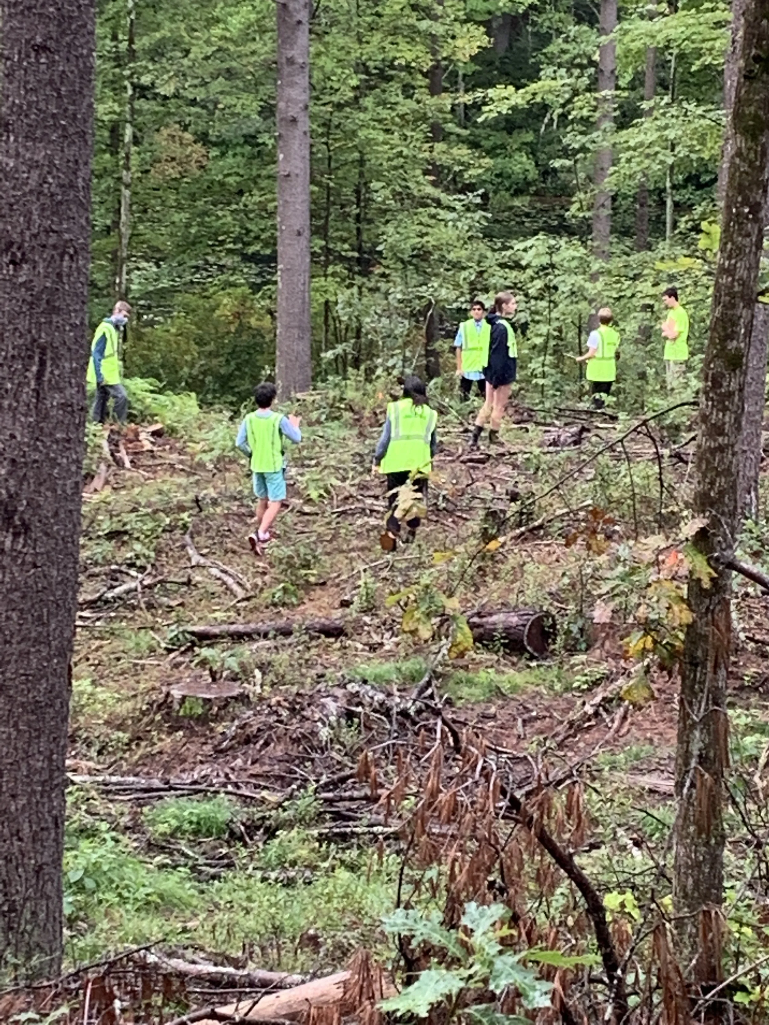 Seeing the Forest for the Trees