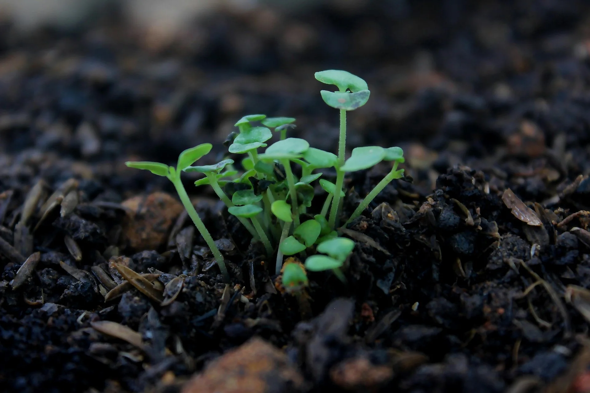A Montessori Science Experiment for Summer: What Do Plants Need to Survive?