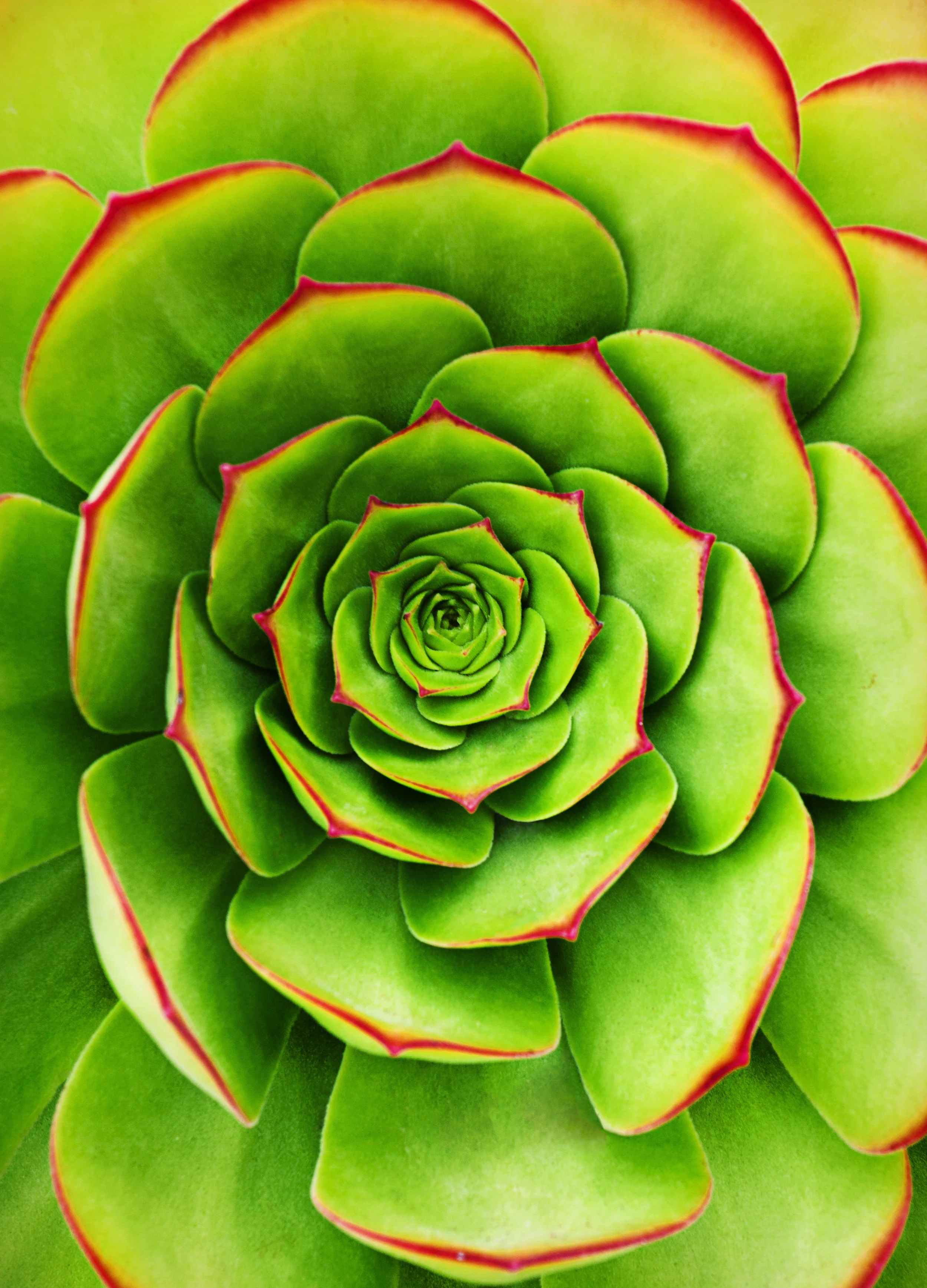 SEMPERVIVUM