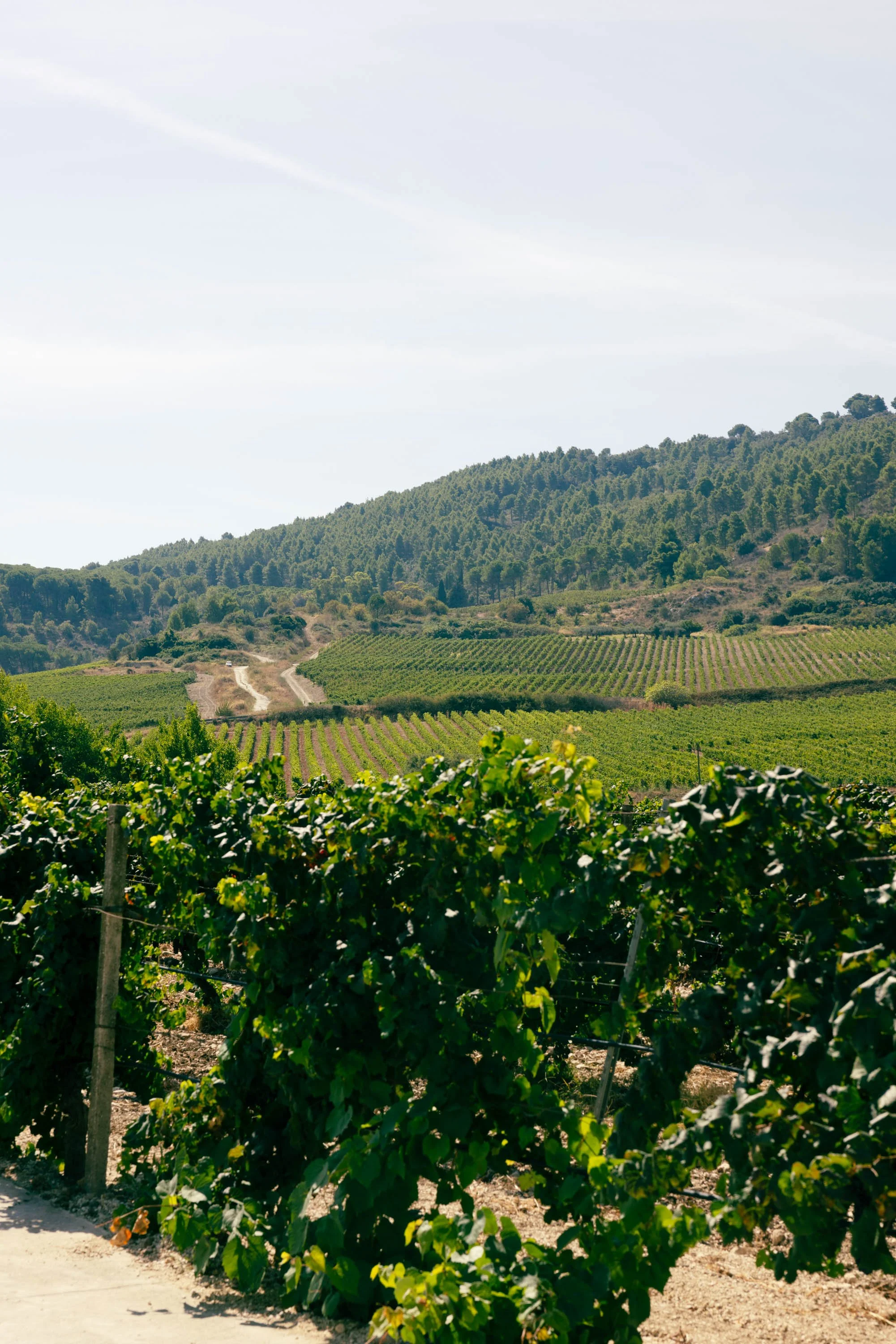 Planeta Winery -Ulmo-6.jpg