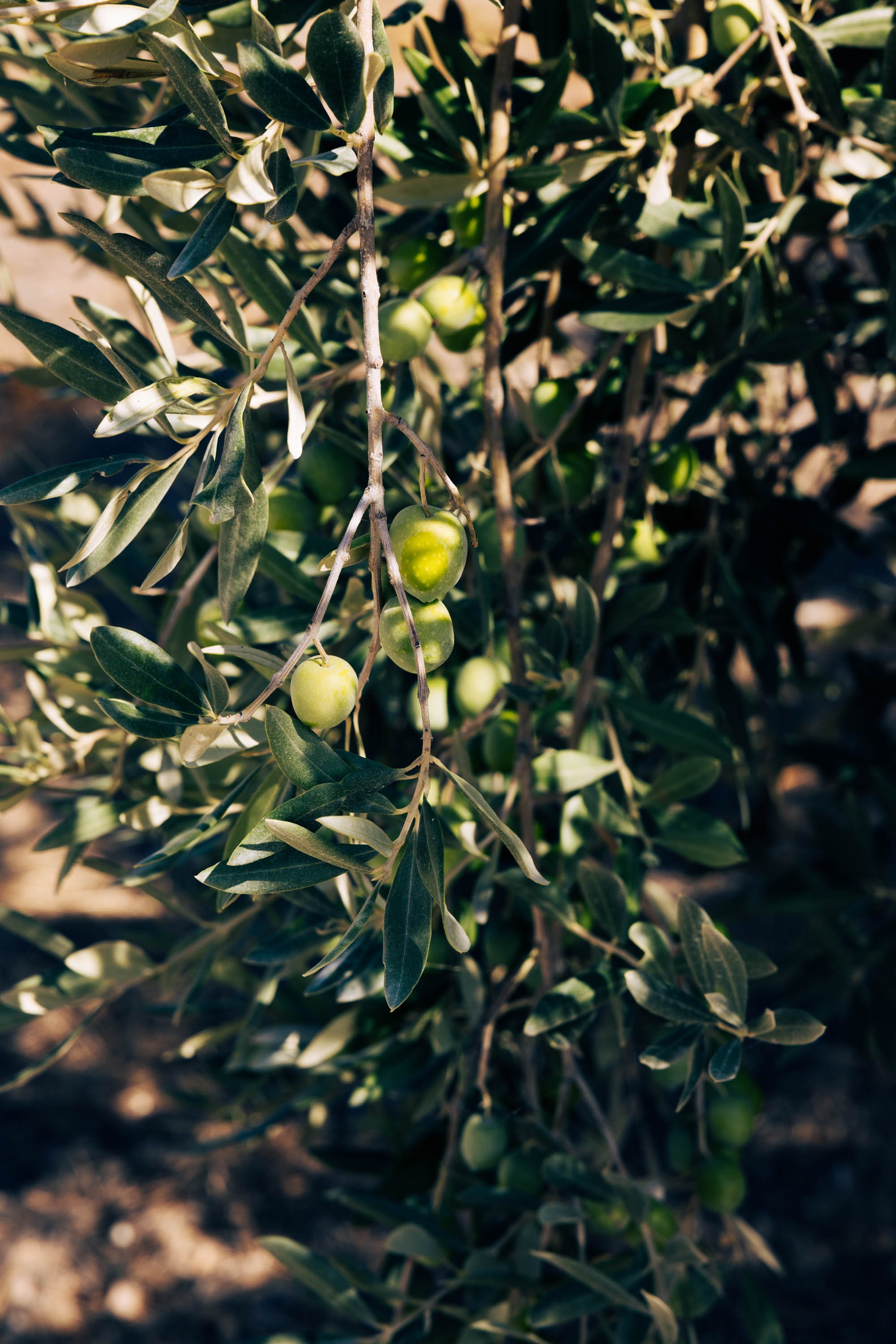 Planeta Winery -Ulmo-4.jpg