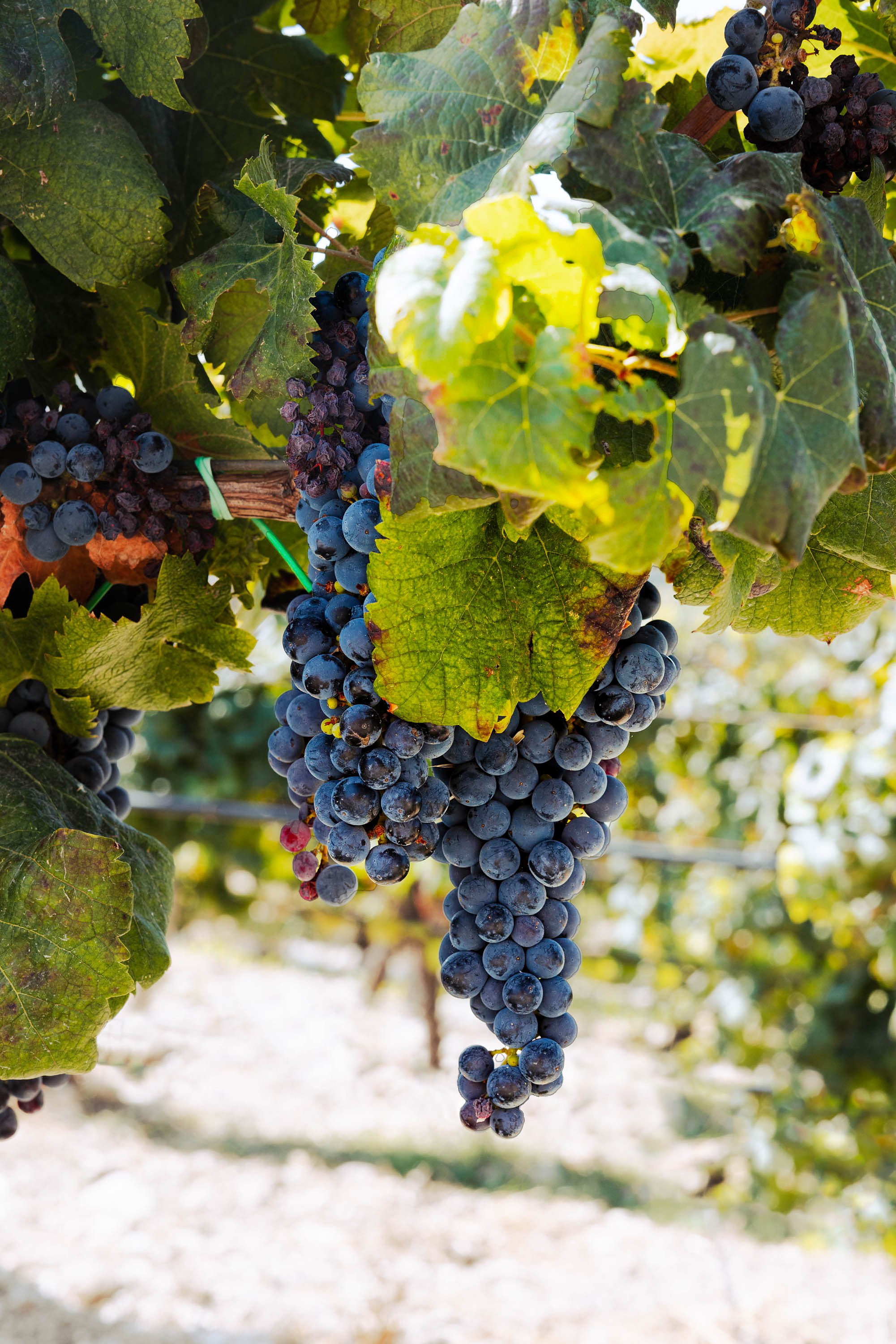 Planeta Winery -Ulmo-8.jpg