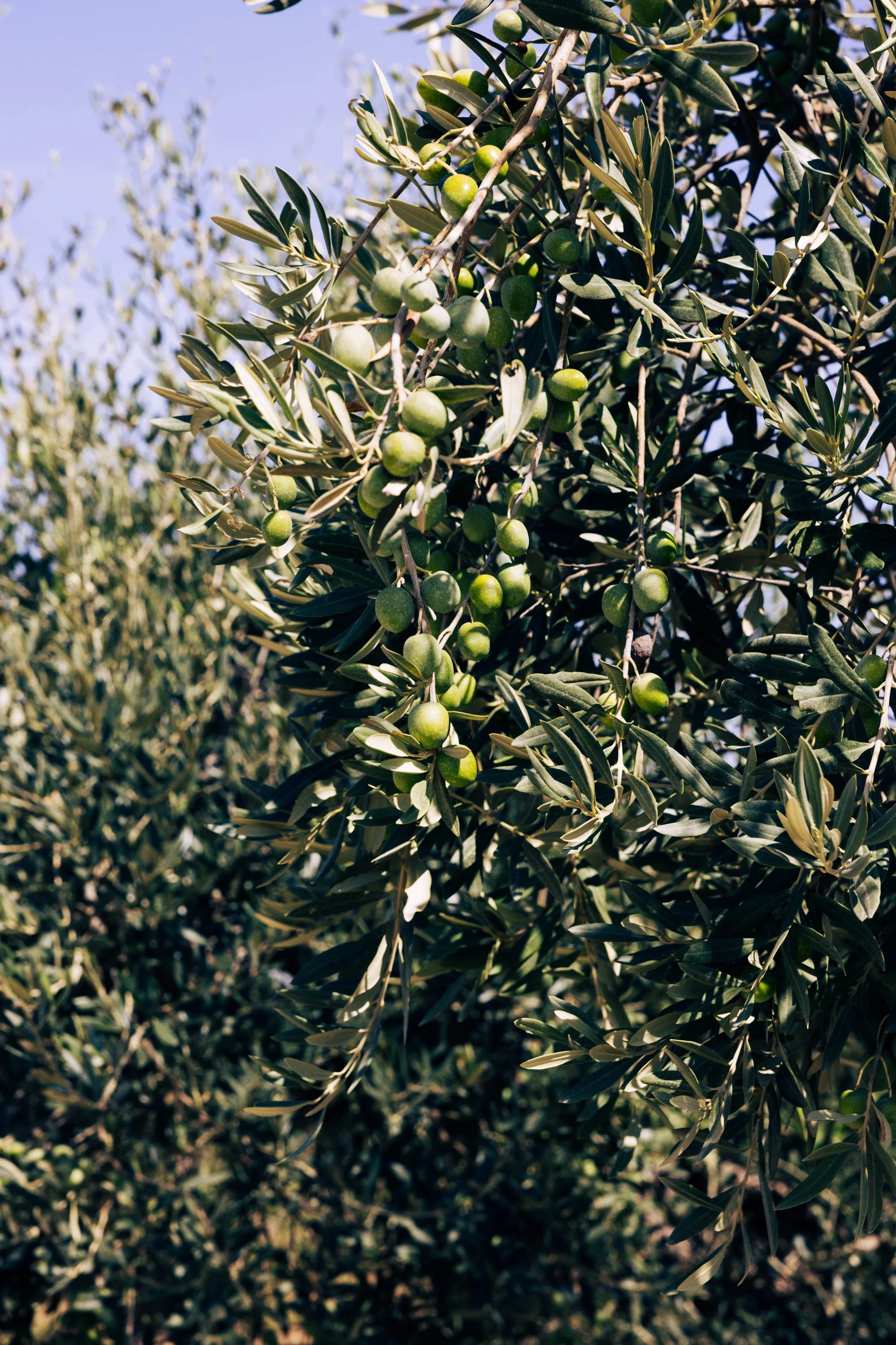 Planeta Winery -Ulmo-5.jpg