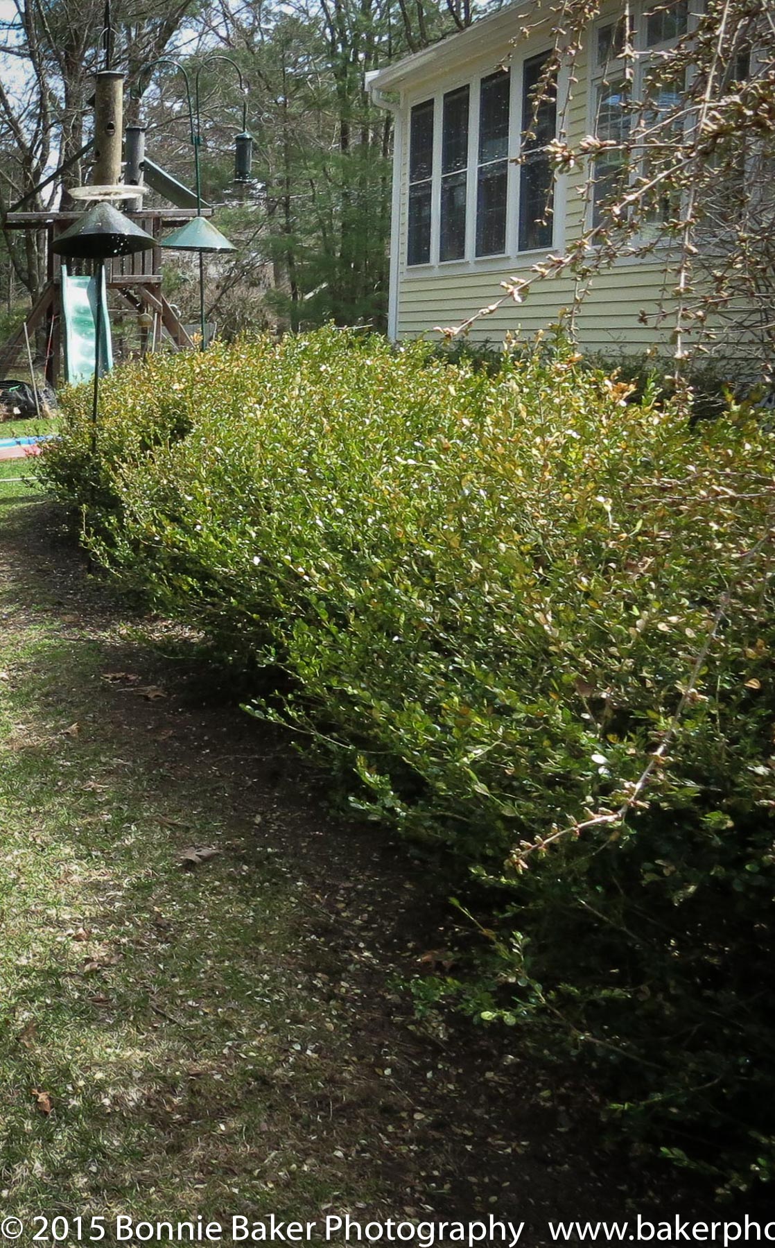 Boxwood hedge before landscaping. 