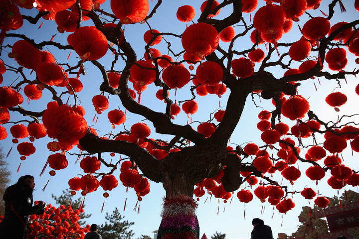 A visitor passes the trees decorated with red lanterns at the Spring Festival Temple Fair for celebrating Chinese Lunar New Year of Horse at the Temple of Earth park on Jan. 30, 2014 in Beijing, China. (Photo credit: Feng Li/Getty Images)