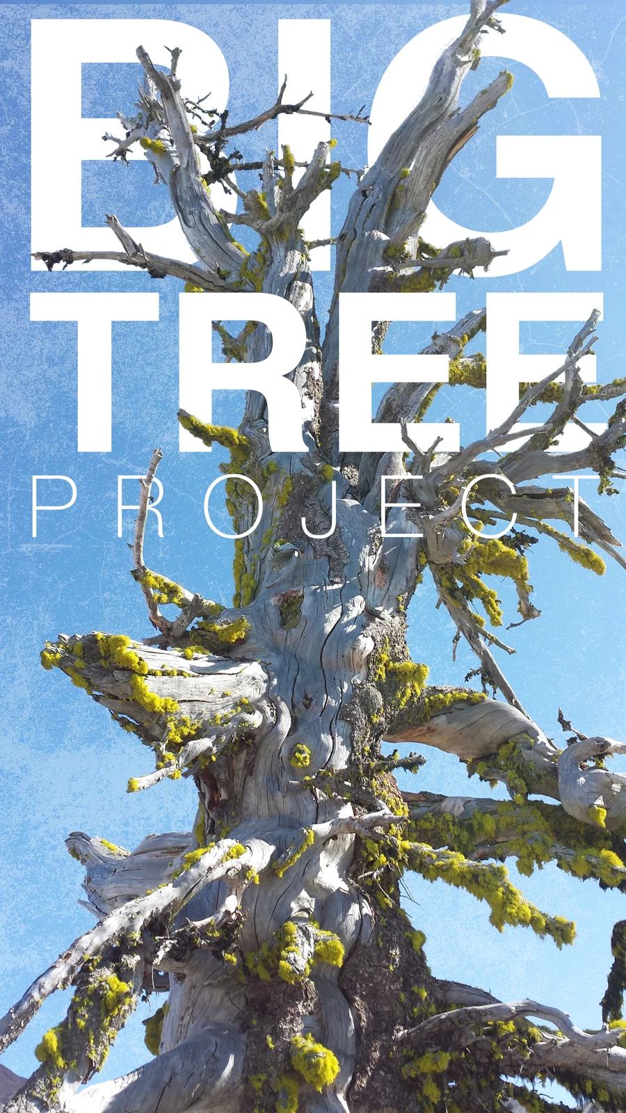 SouthSisterTree.jpg