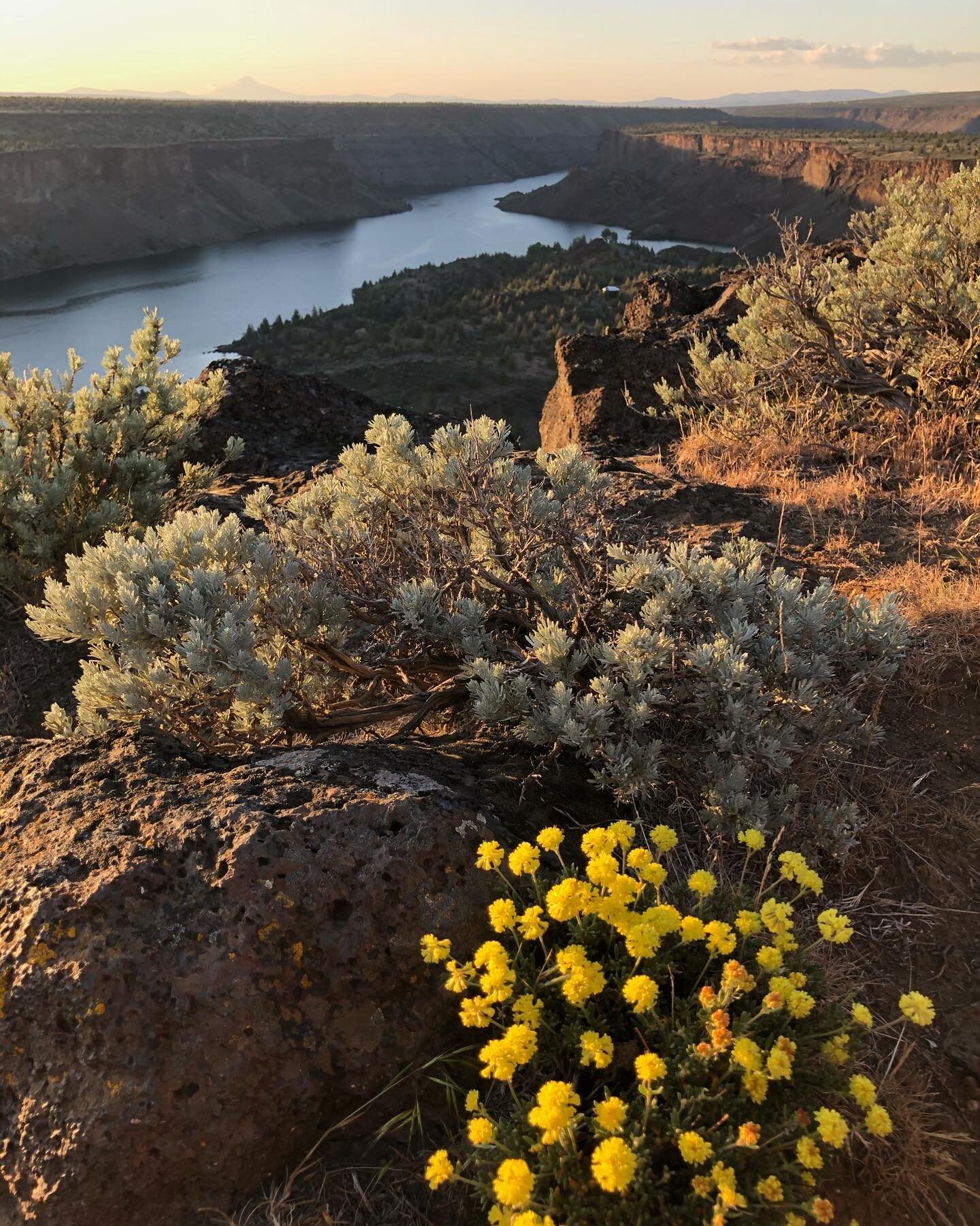 as I focus on wrapping up the writing + painting for the book, @vylettrentesept will be taking over my IG + documenting behind the scenes, more photos + stories to come! 

here&rsquo;s a pic from a recent hike in the Cove Palisades
.
.
.
.
.
#oregonl