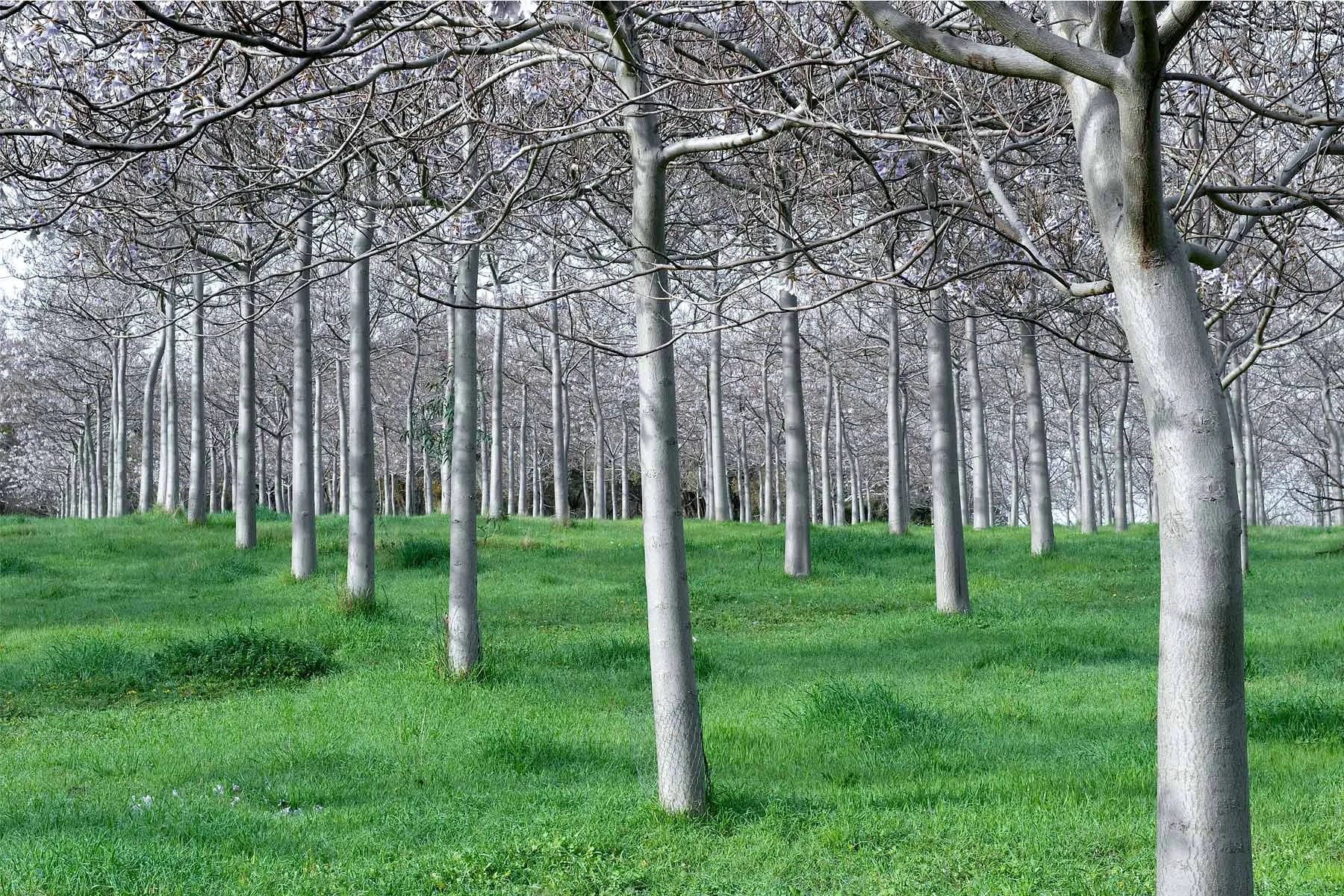 Silver-Trees-LB.jpg