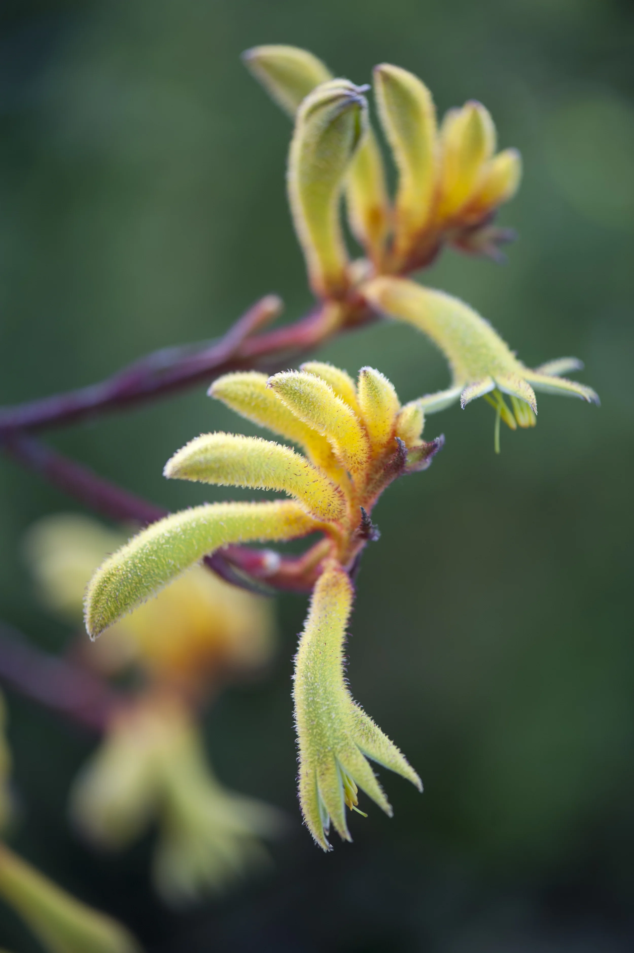 20120617-0649-KingsPark-5.jpg