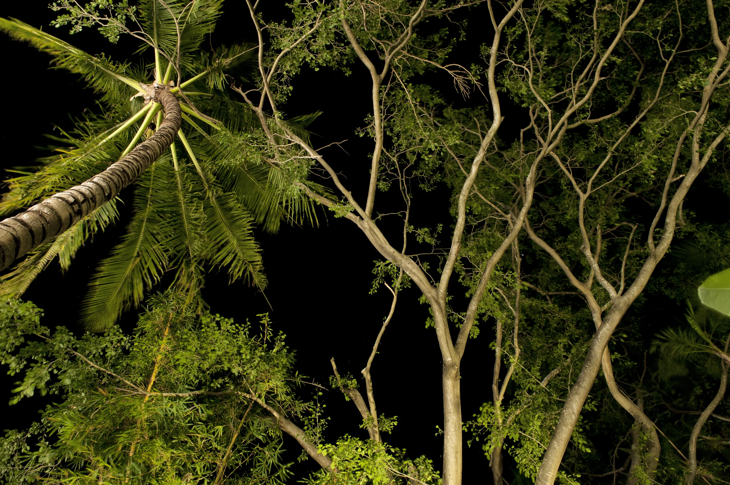 20110905-1589-HaymanPalms4.jpg