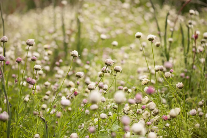 131011_nativeflowers_4353.jpg