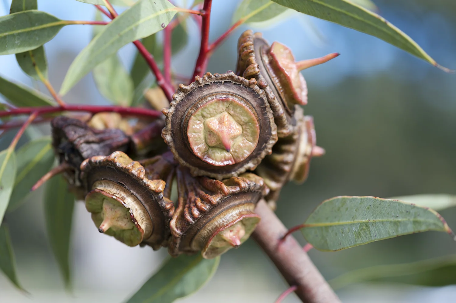 20120617-0570-KingsPark.jpg