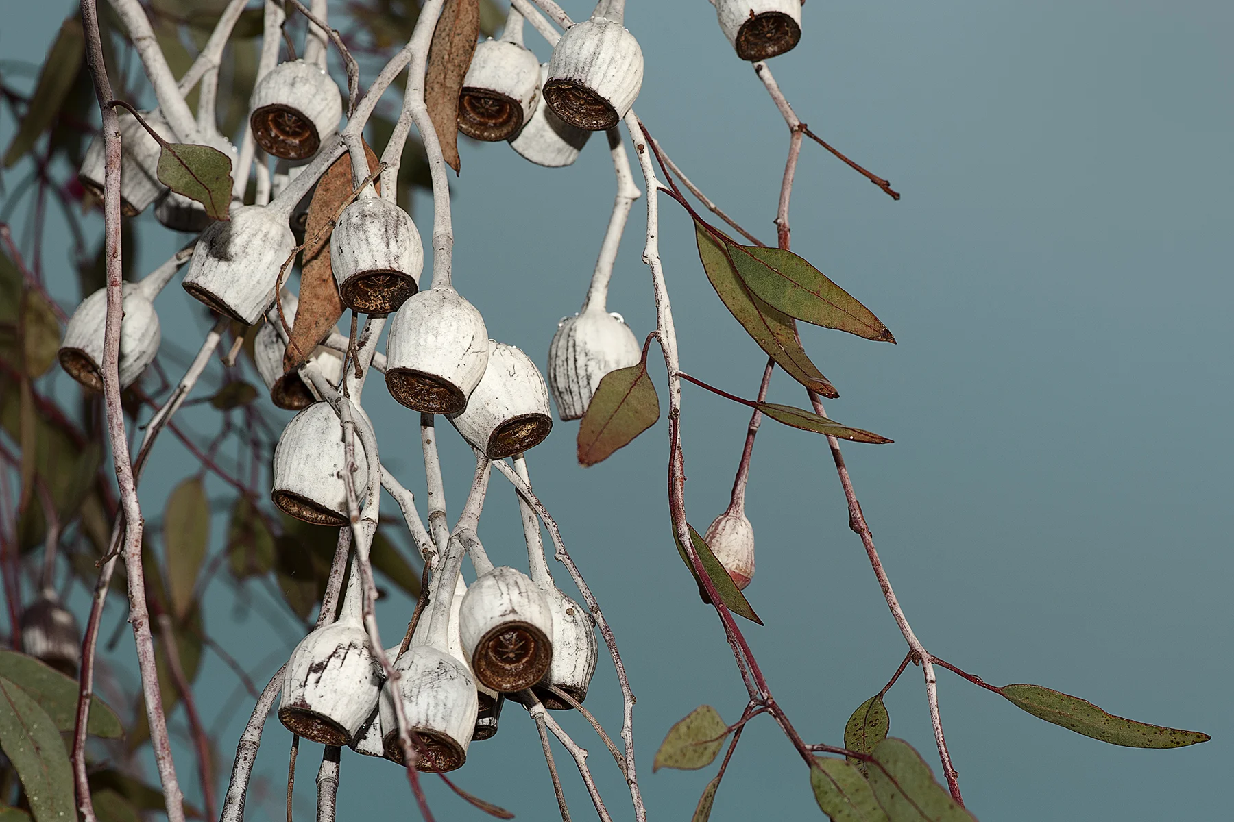 Eucalypt Silver Princess