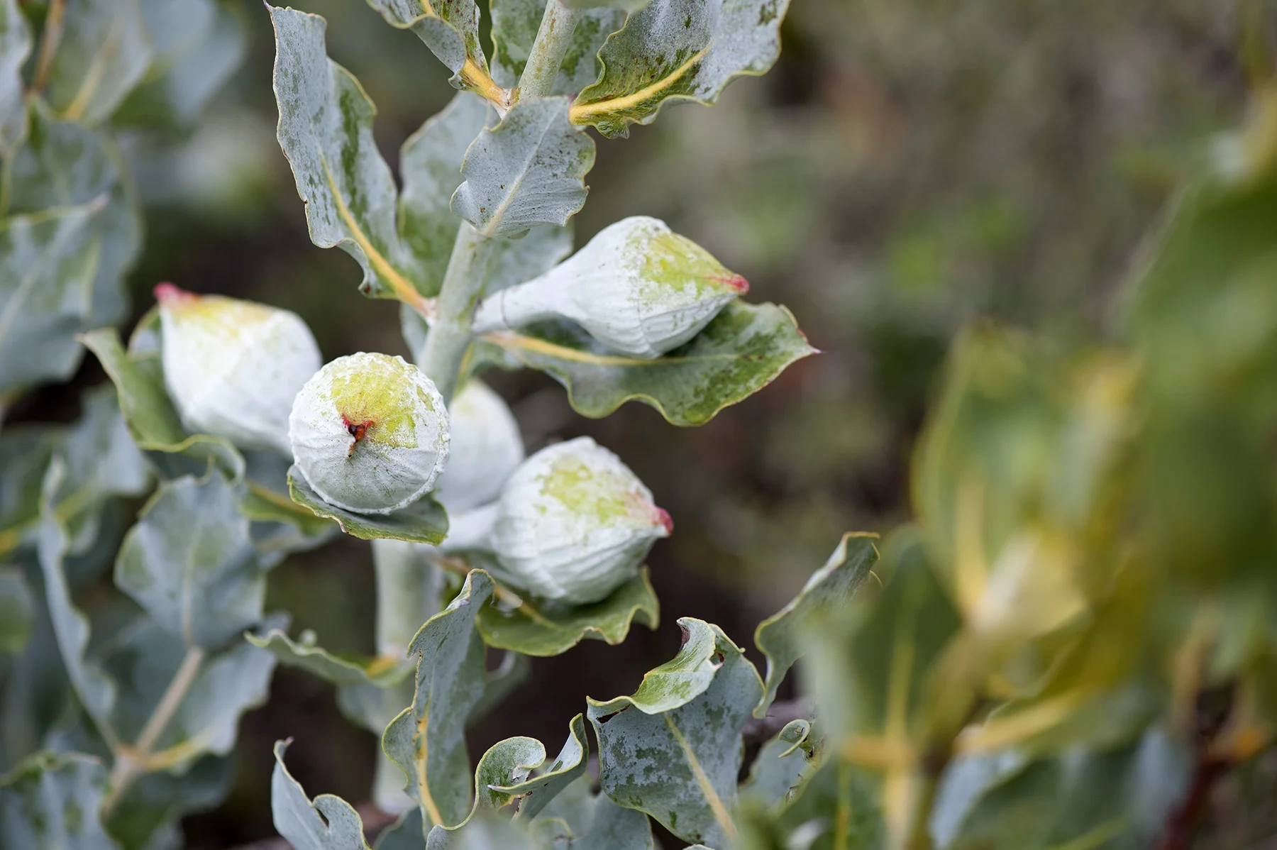 140527_eucalypts_macrocarpa_9722 copy.jpg