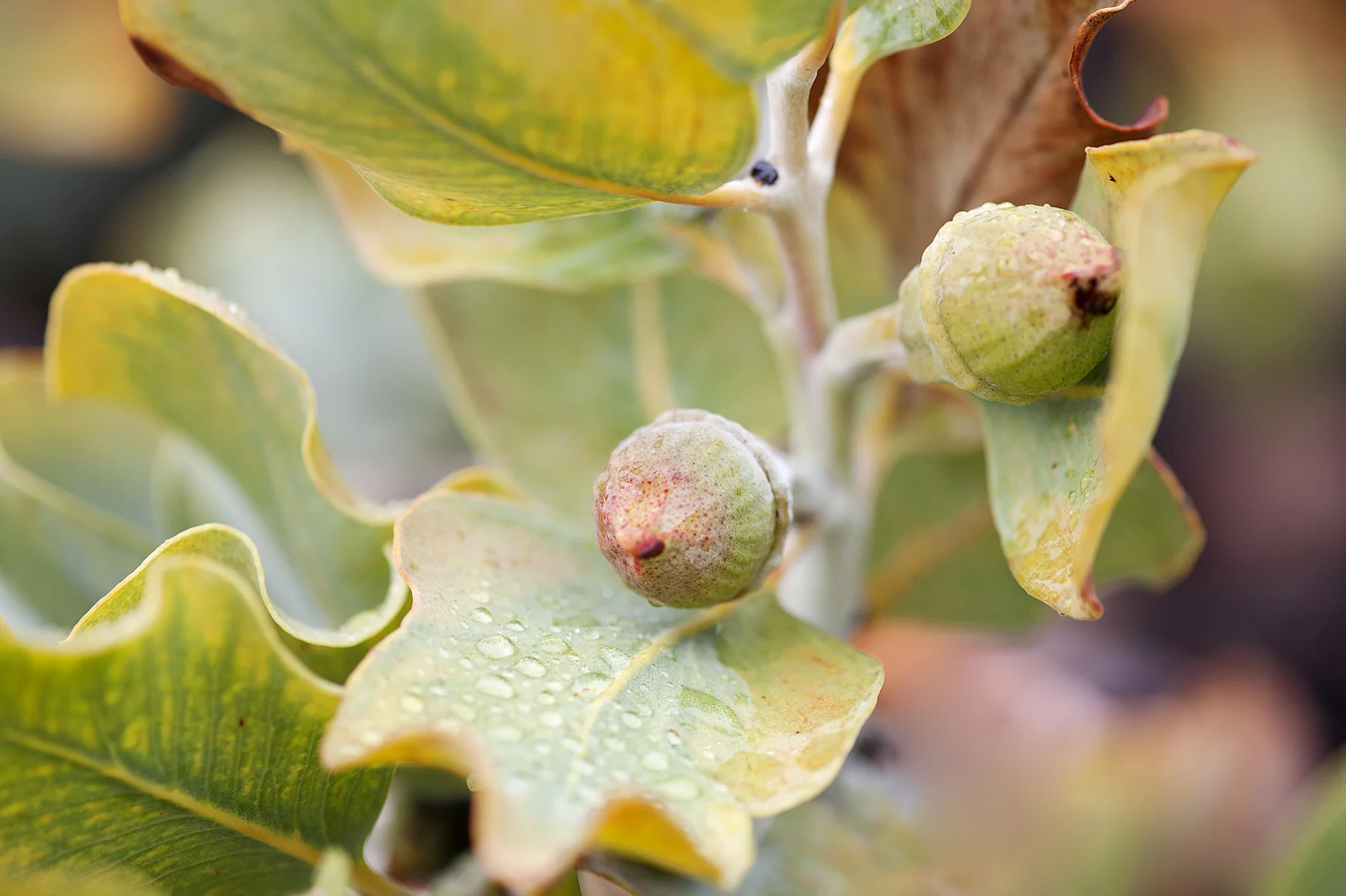 140527_eucalyptus__macrocarpa_9713 copy.jpg