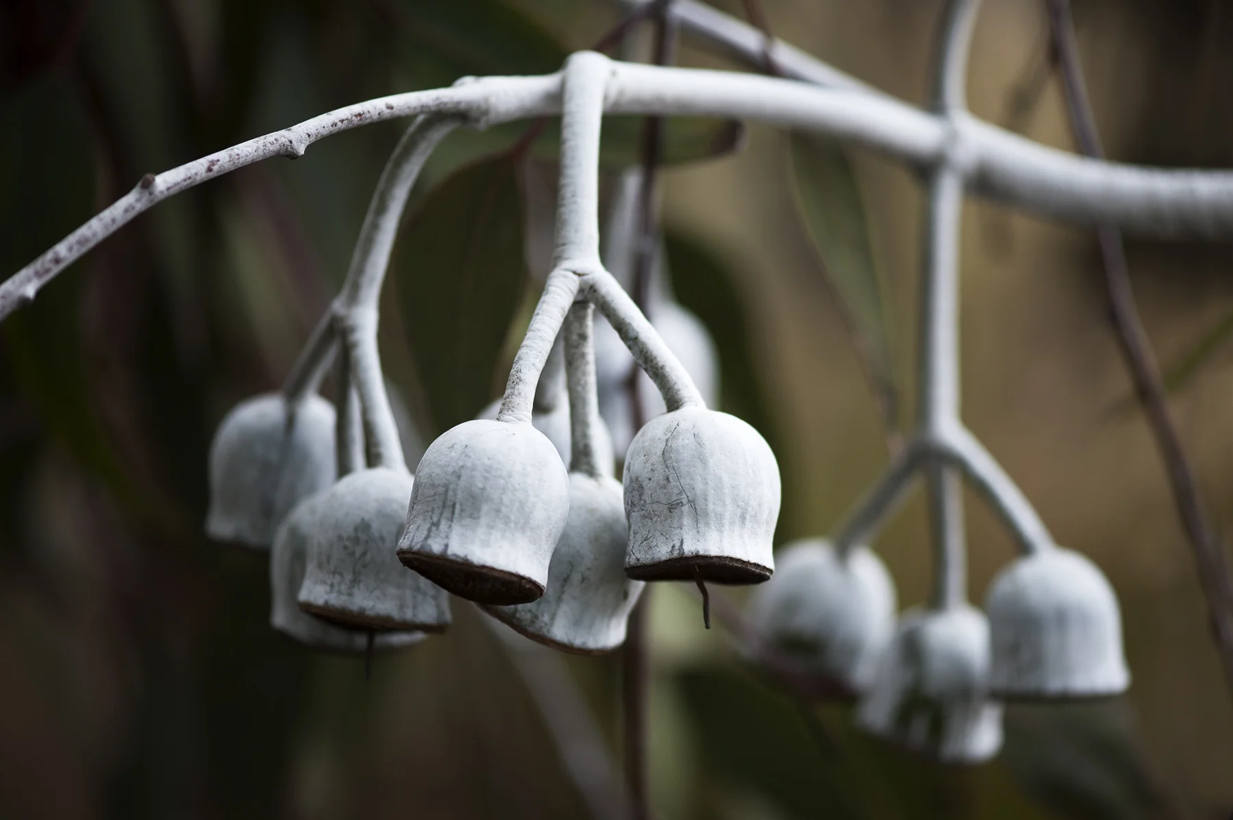 140527_eucalyptus_caesia_9959.jpg
