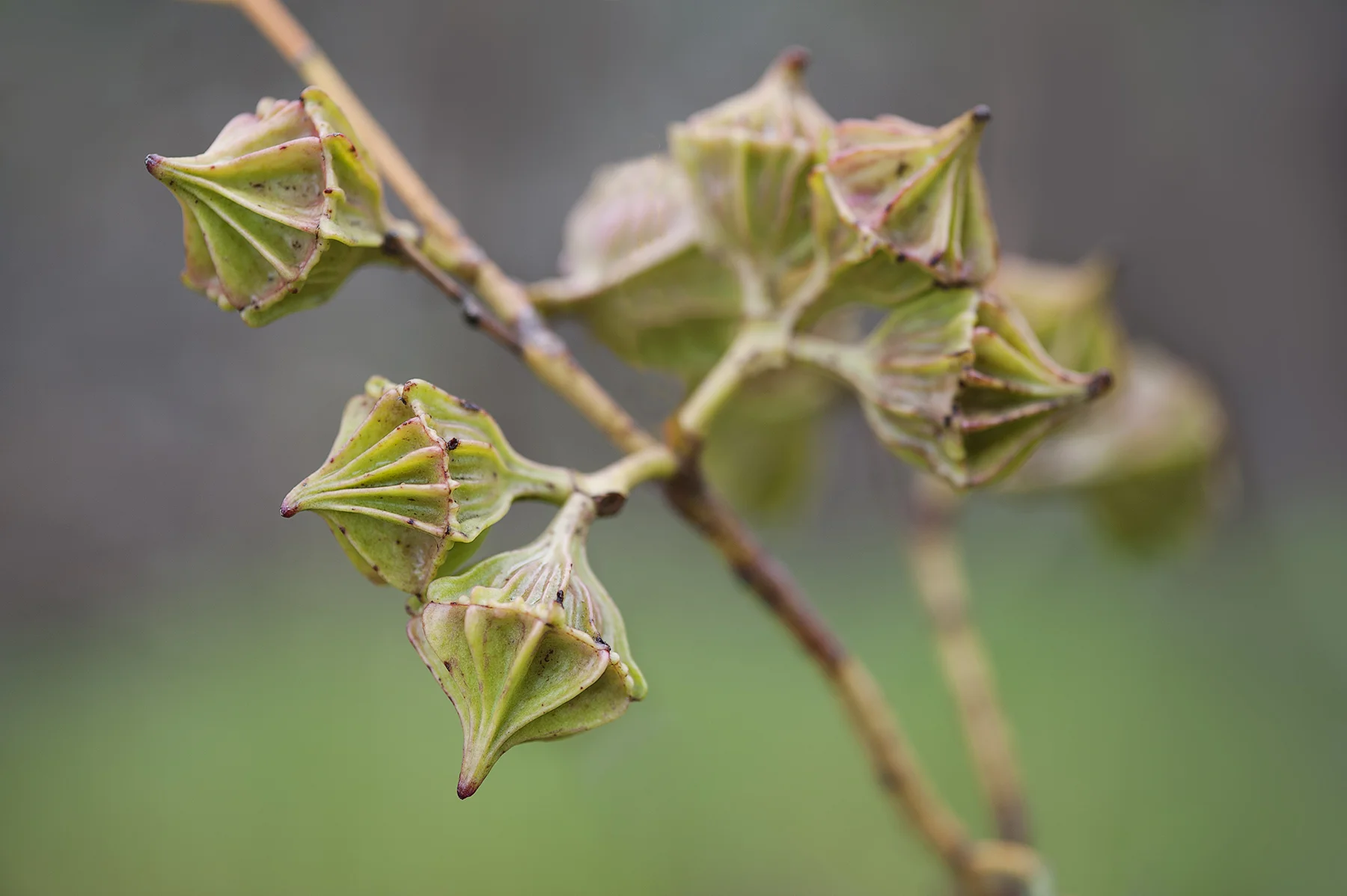 140527_eucalypts_kingsmillii_Kingsmills Mallee.9747 copy.jpg