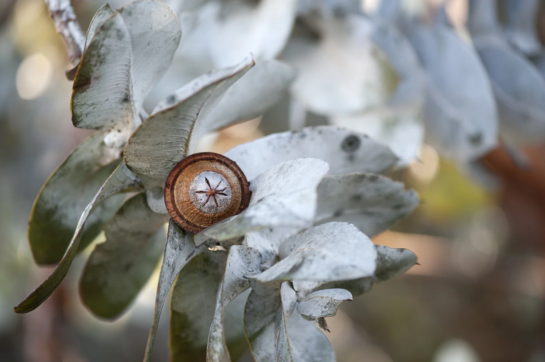 Eucalyptus macrocarpa