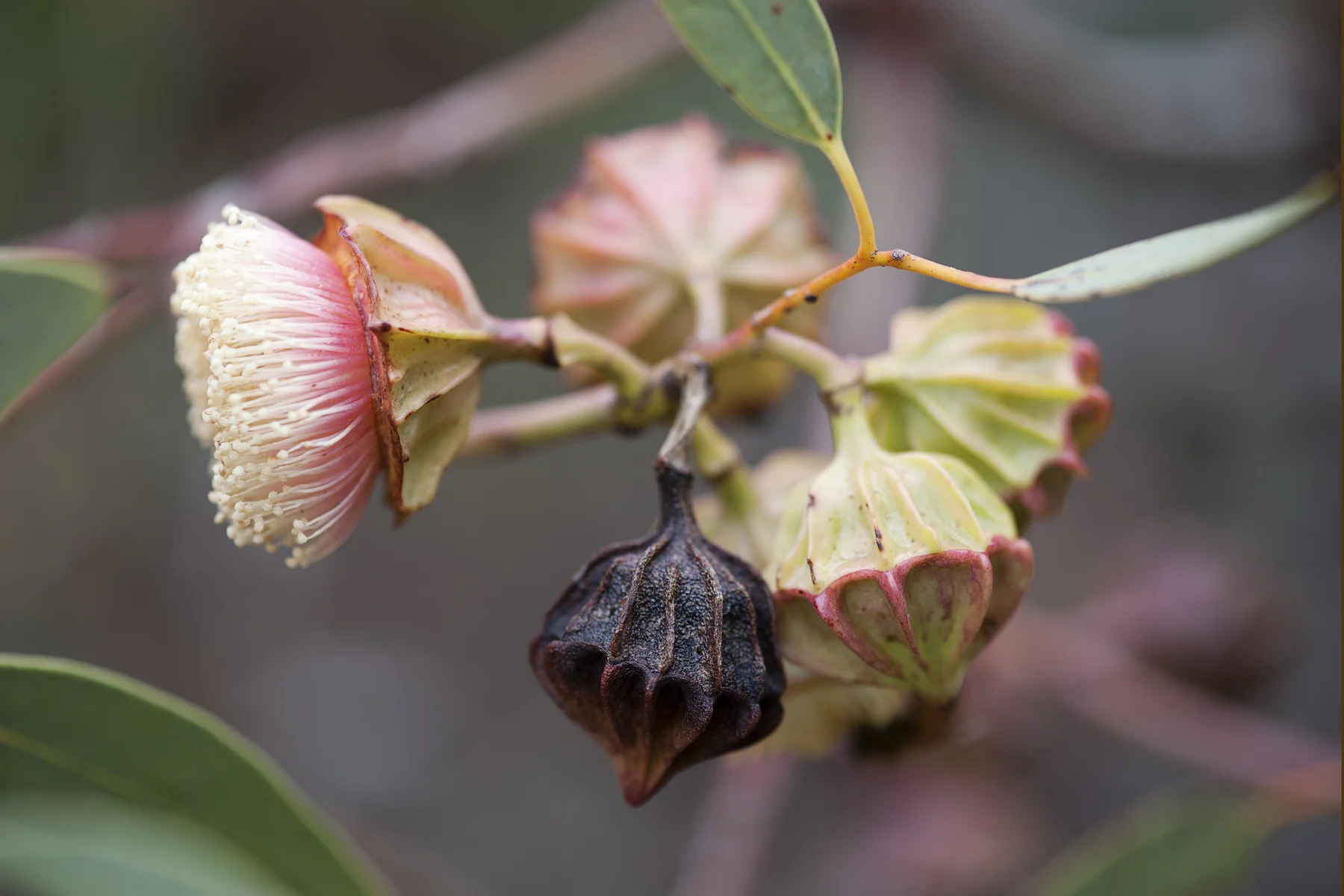 140527_eucalypts_Kingsmills mallee_9745_prem.jpg