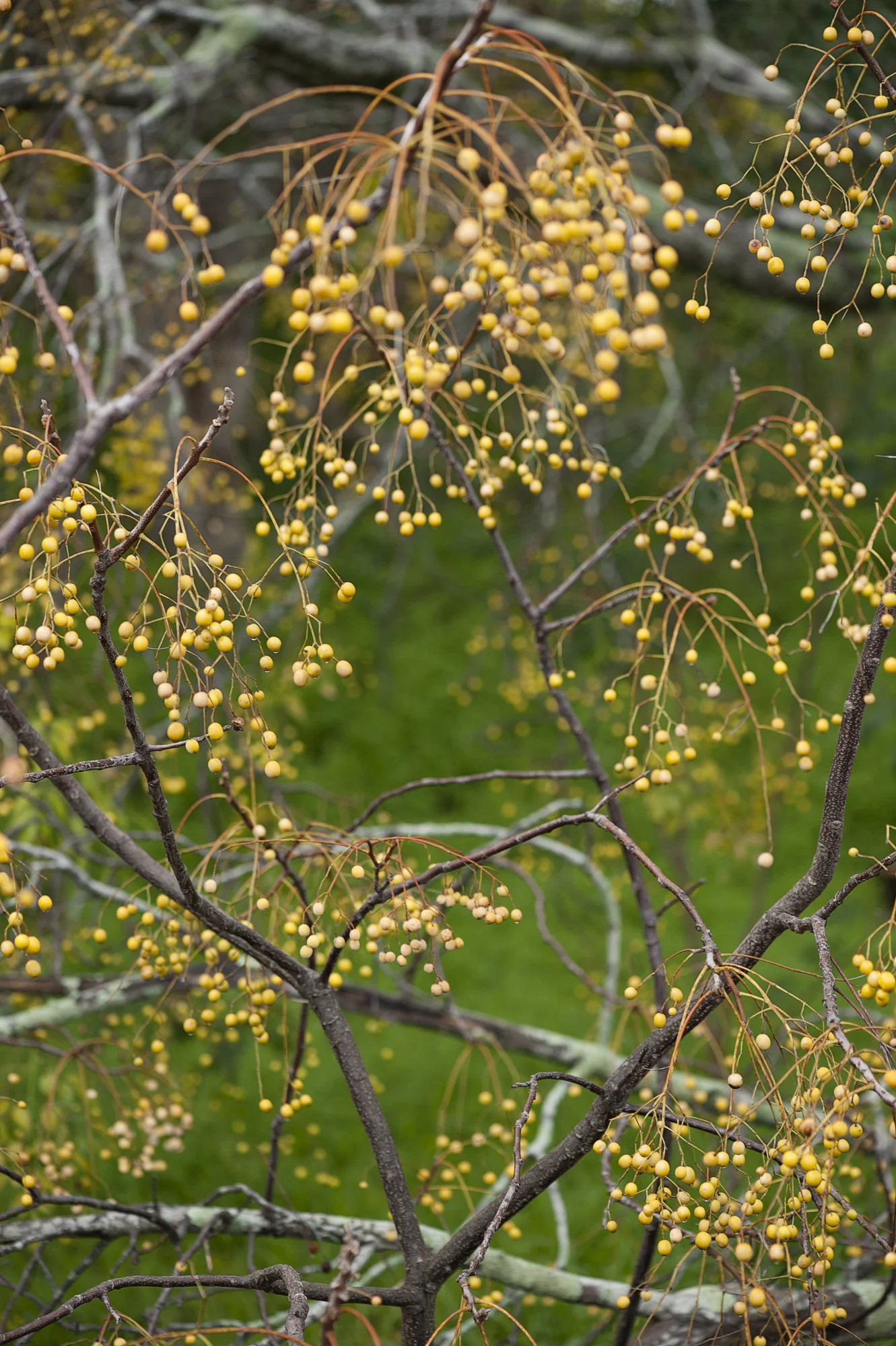 140731_Flora_5408.jpg