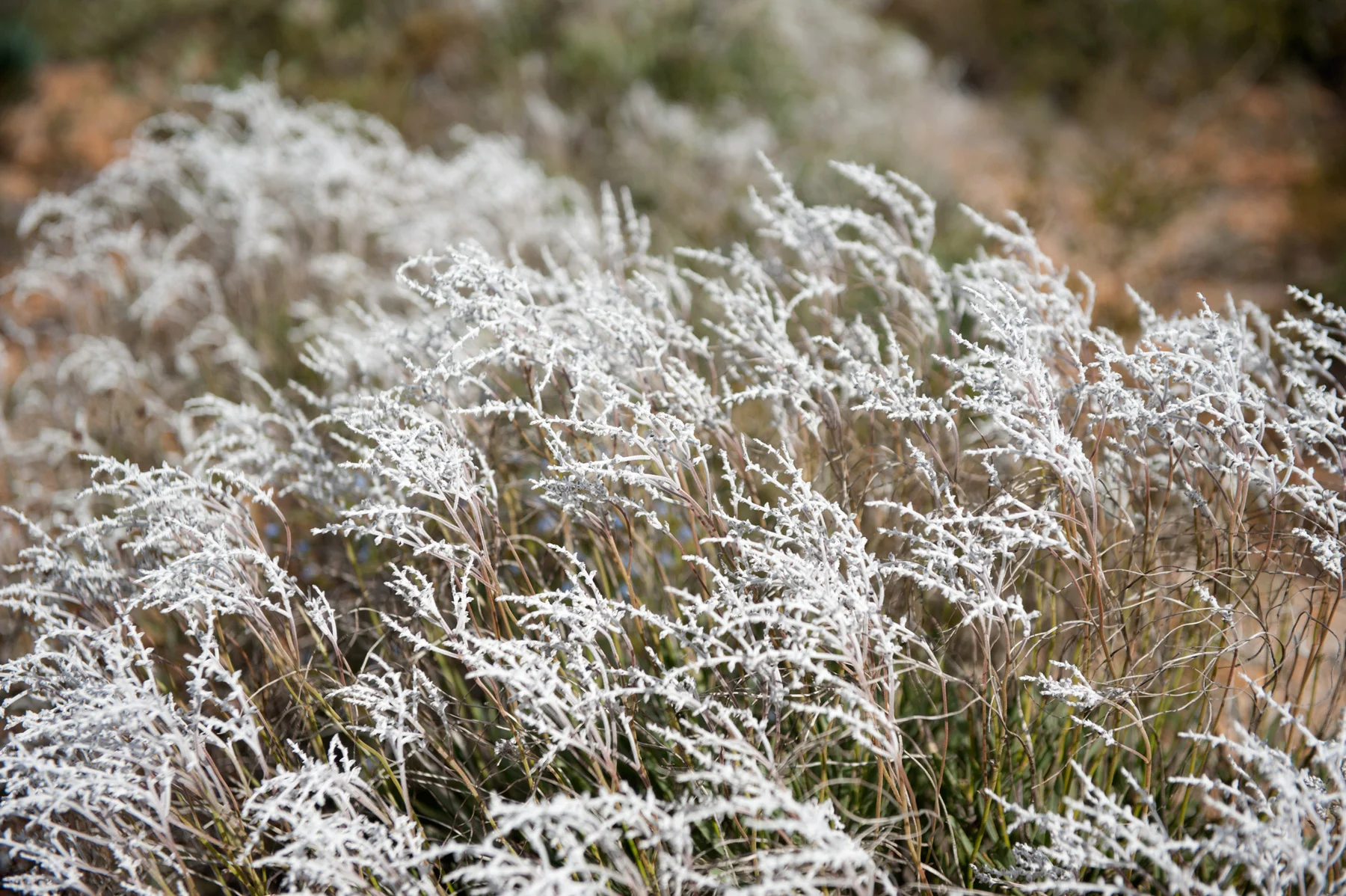 130828_Wildflowers_1530_smokebush.jpg